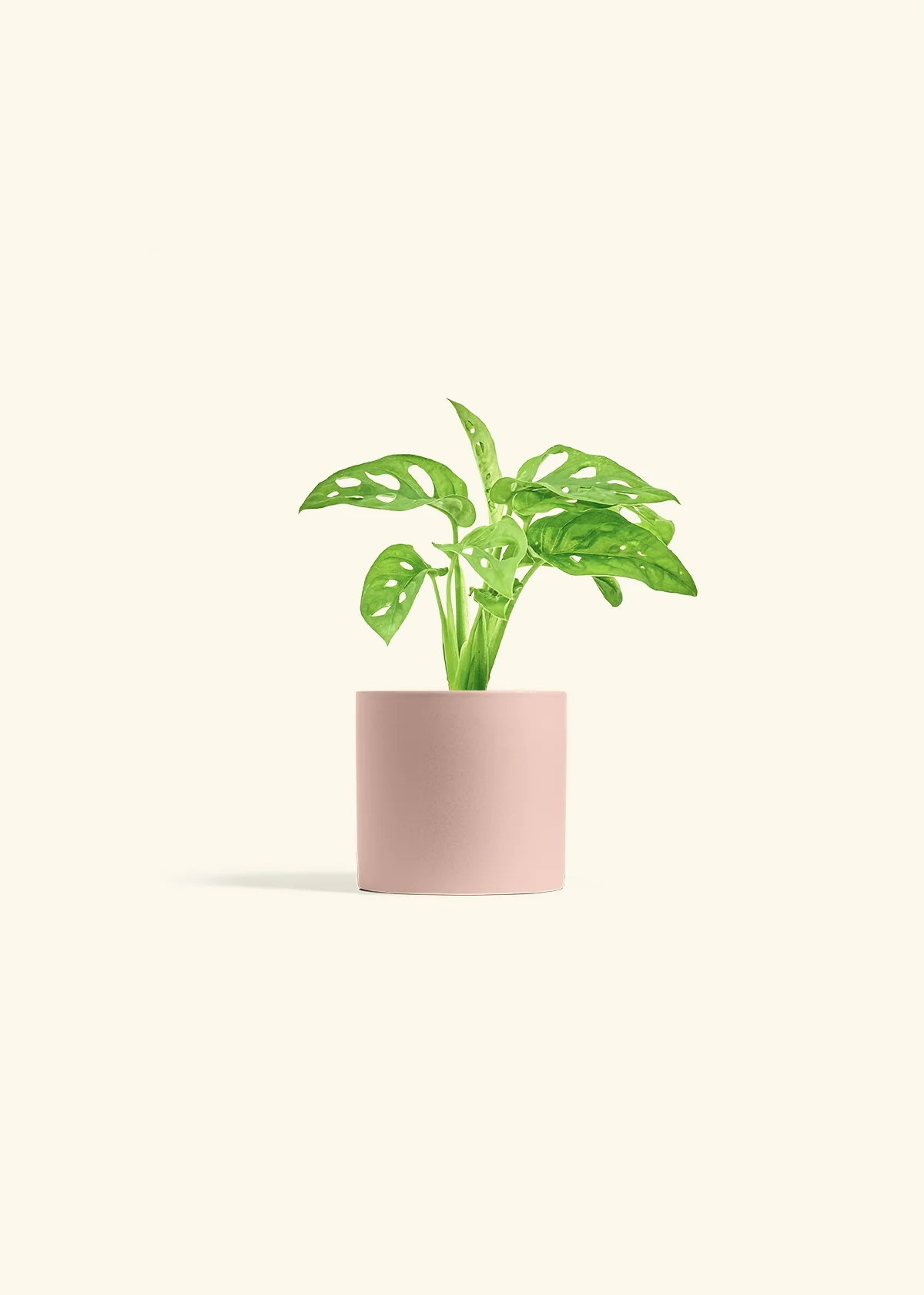 Swiss Cheese Vine - Image 5
