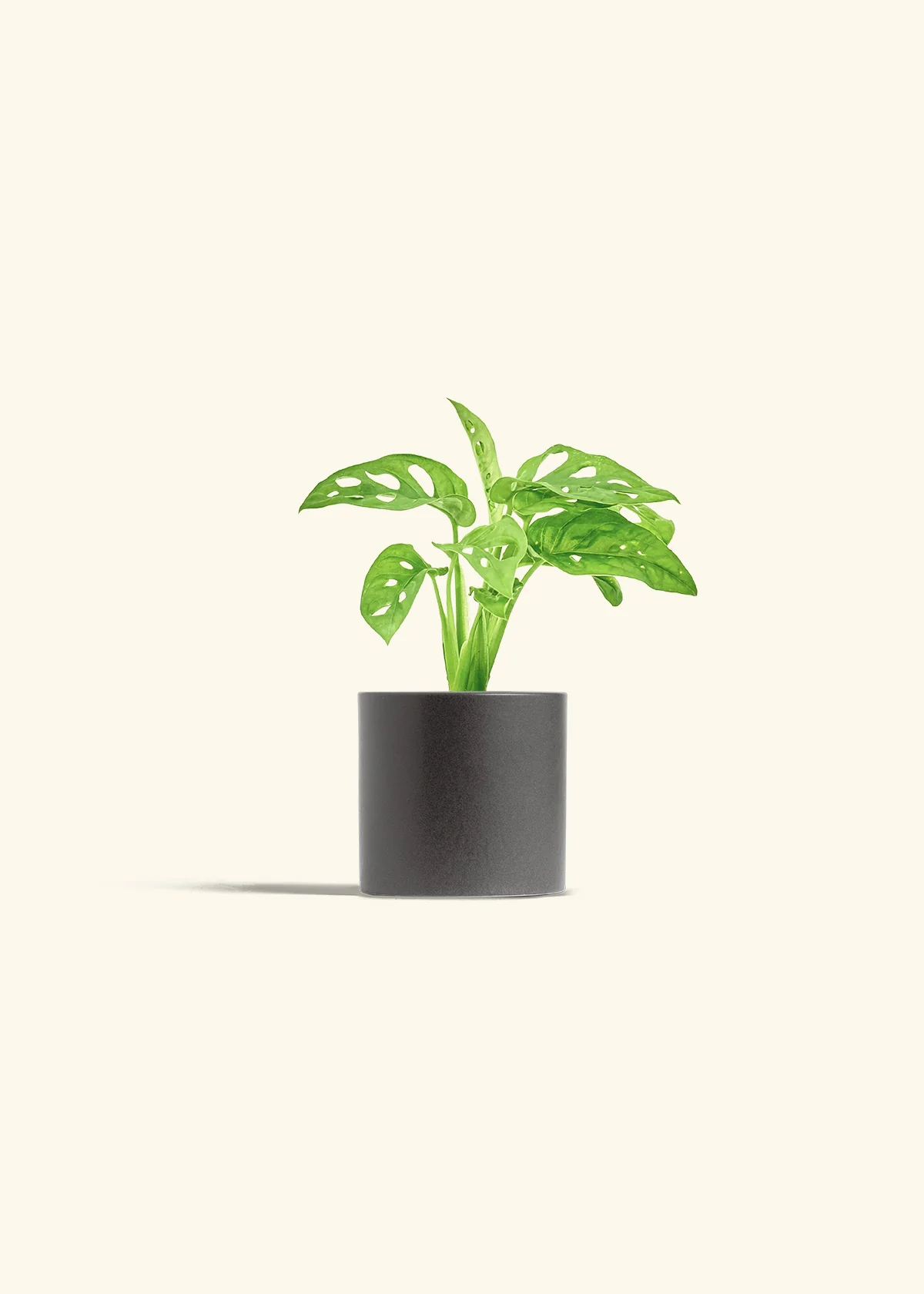 Swiss Cheese Vine - Image 6