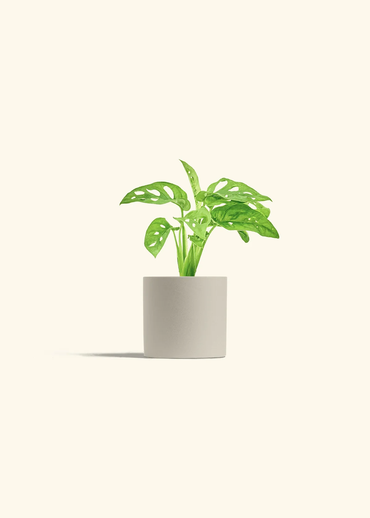 Swiss Cheese Vine - Image 7