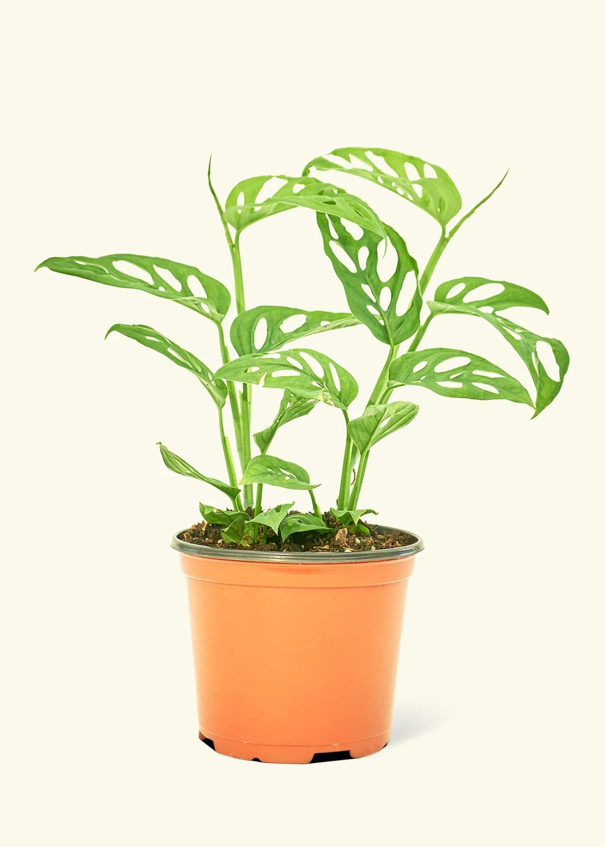 Swiss Cheese Vine - Image 8