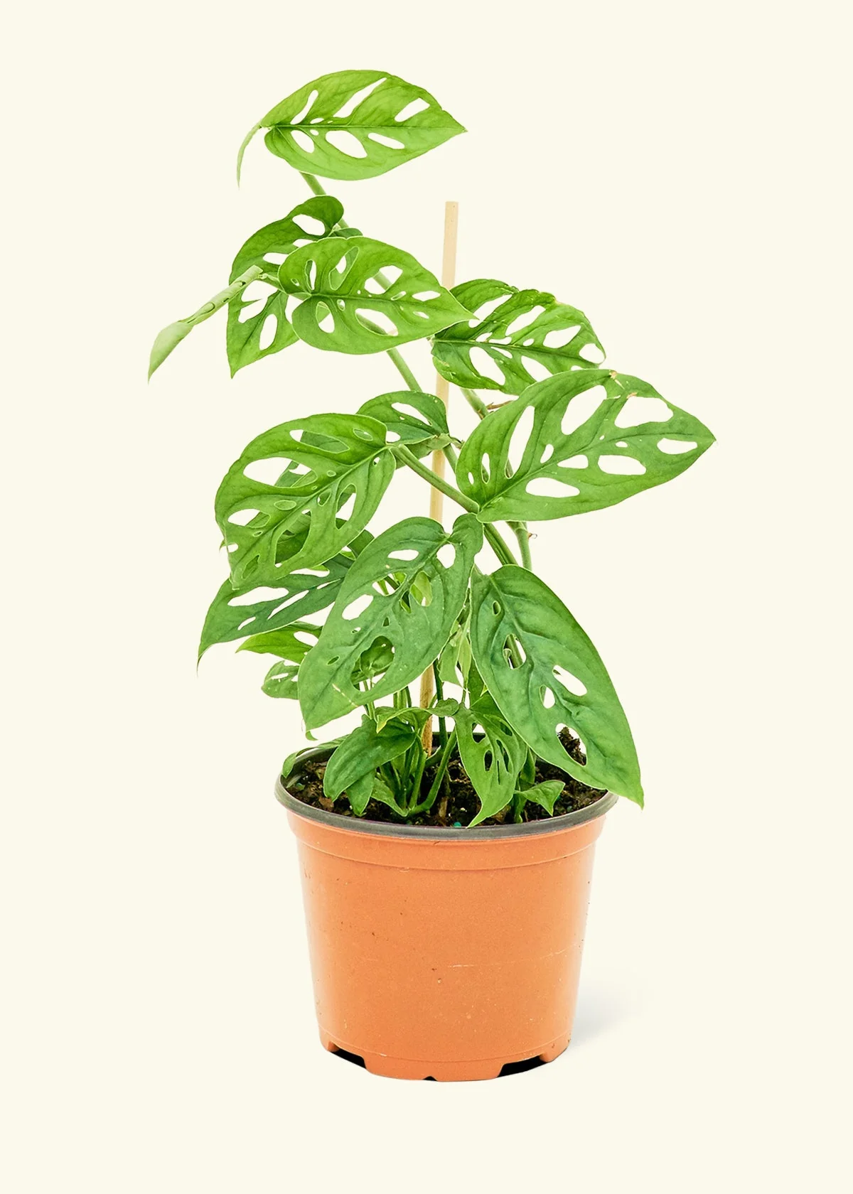 Swiss Cheese Vine - Image 9