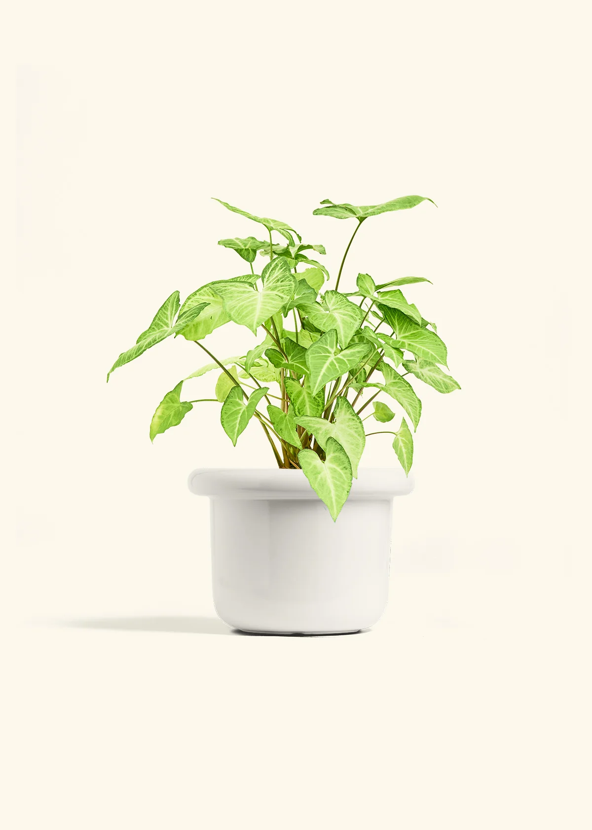 White Arrowhead Plant - Image 10