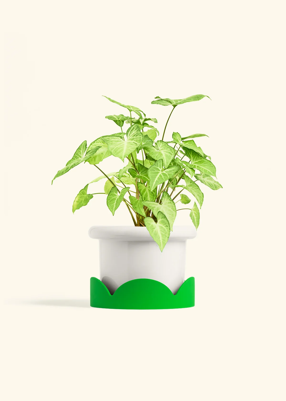 White Arrowhead Plant - Image 11