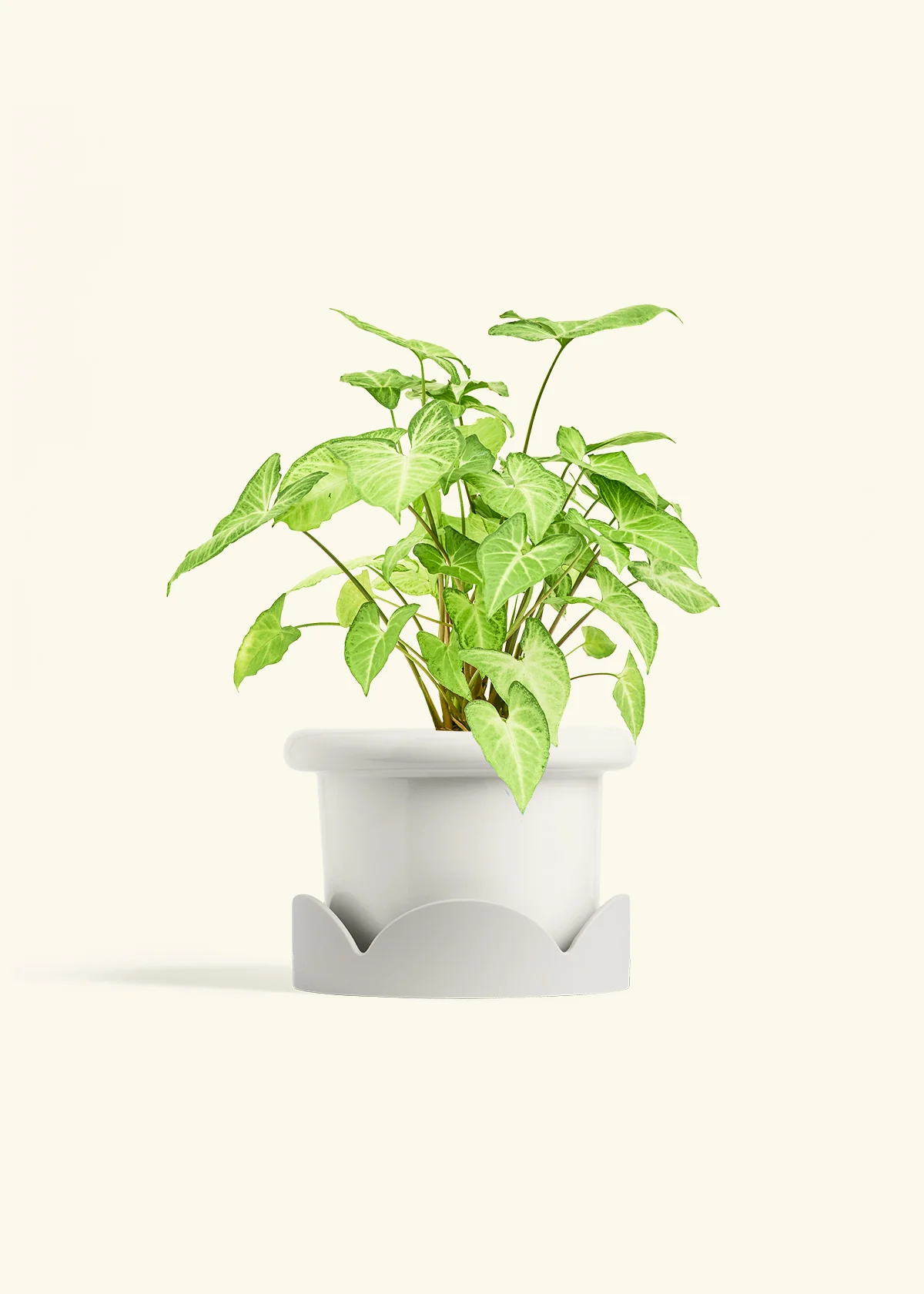 White Arrowhead Plant - Image 12