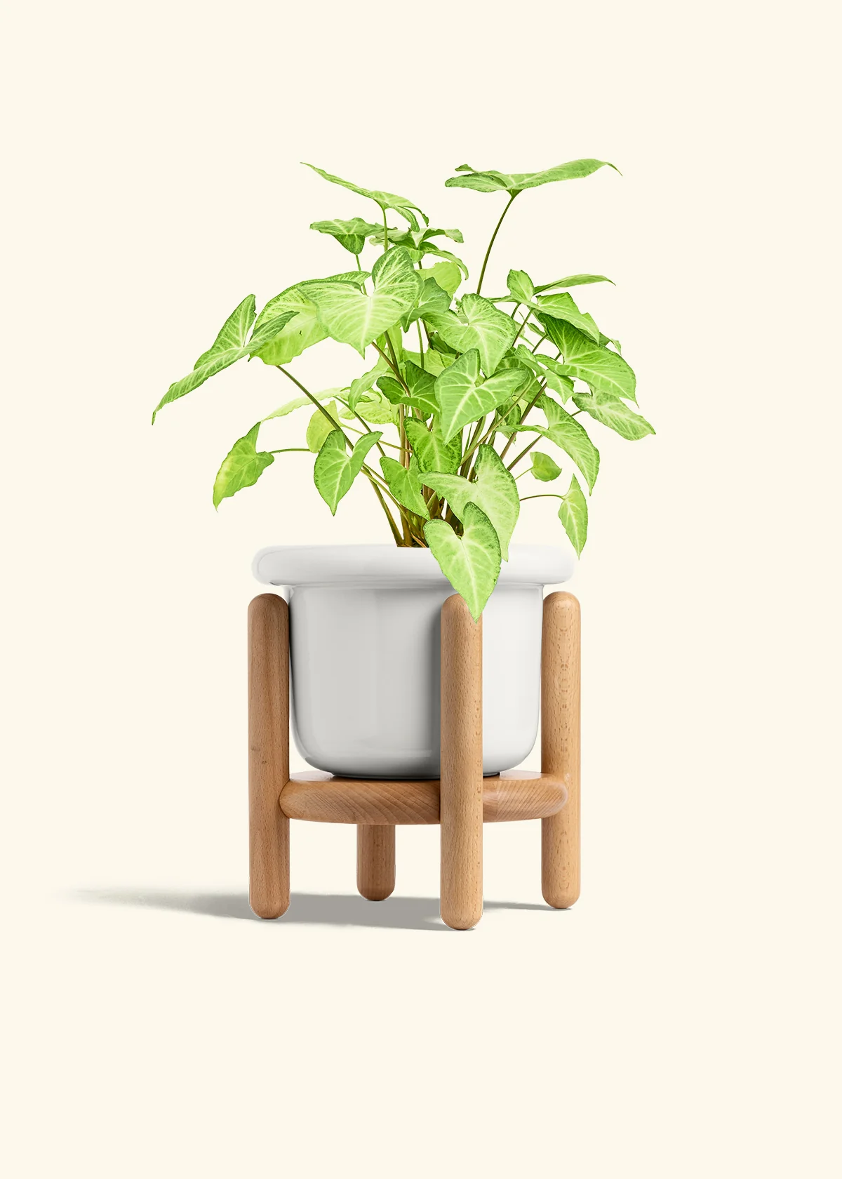 White Arrowhead Plant - Image 13