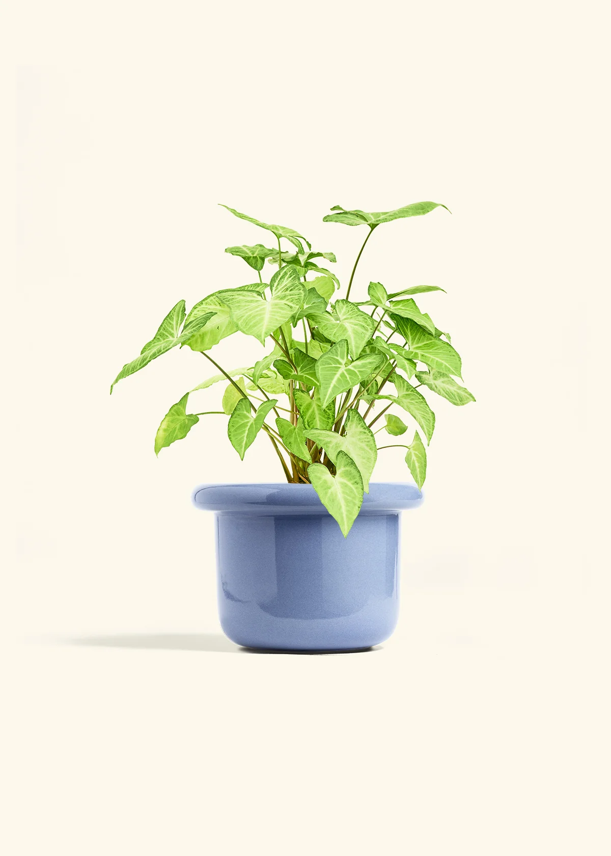 White Arrowhead Plant - Image 14