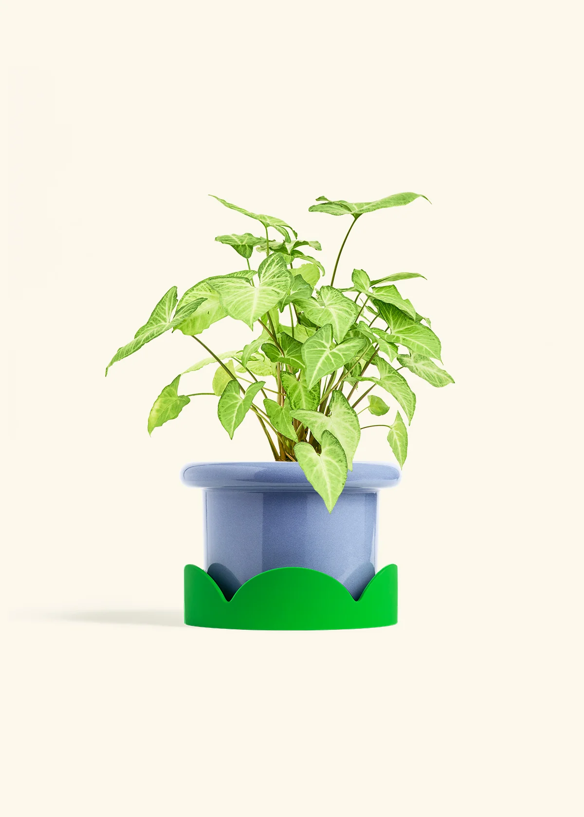 White Arrowhead Plant - Image 15