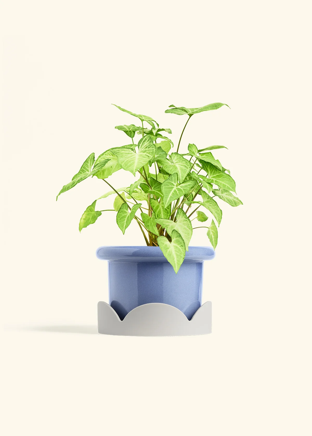 White Arrowhead Plant - Image 16