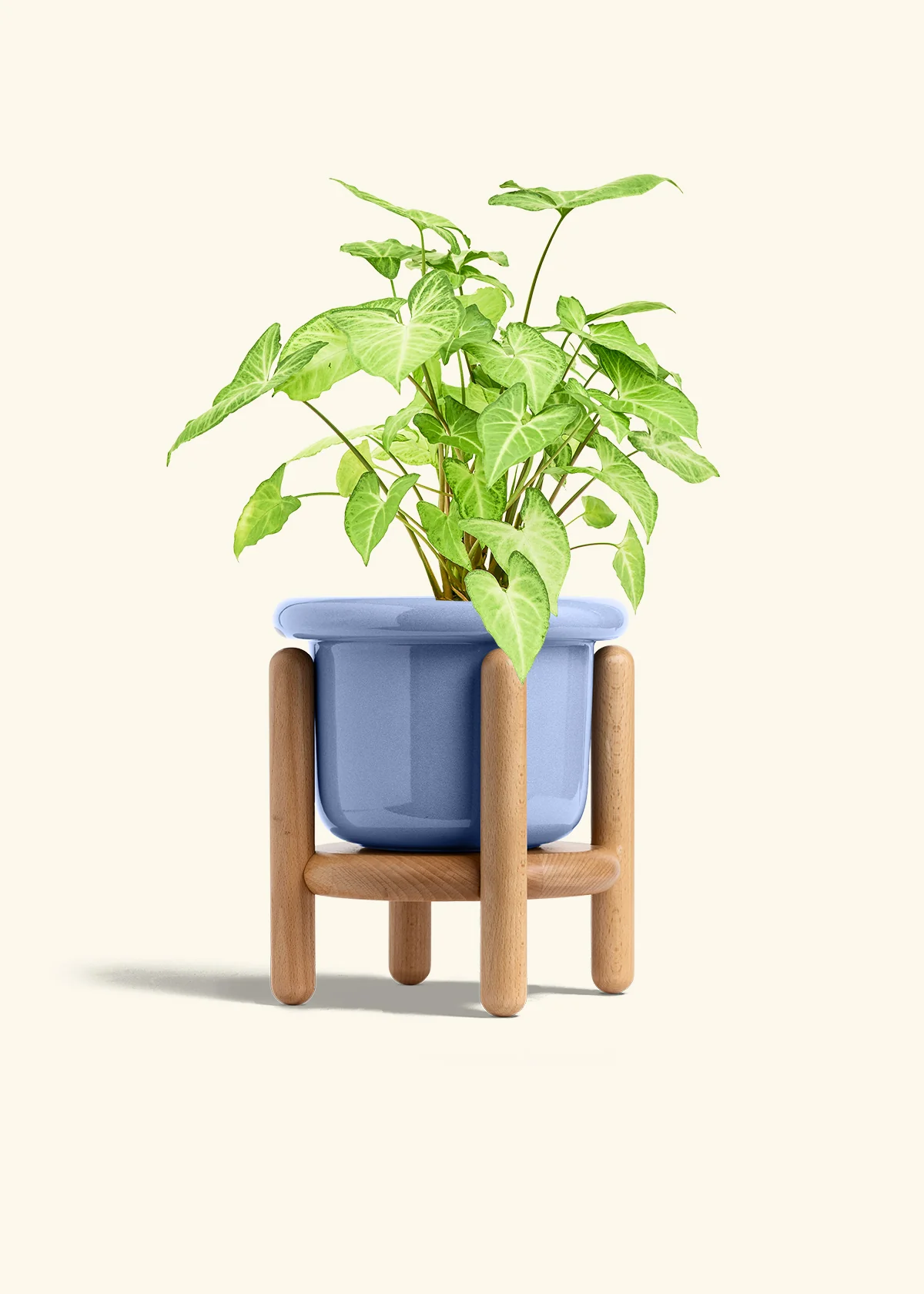 White Arrowhead Plant - Image 17