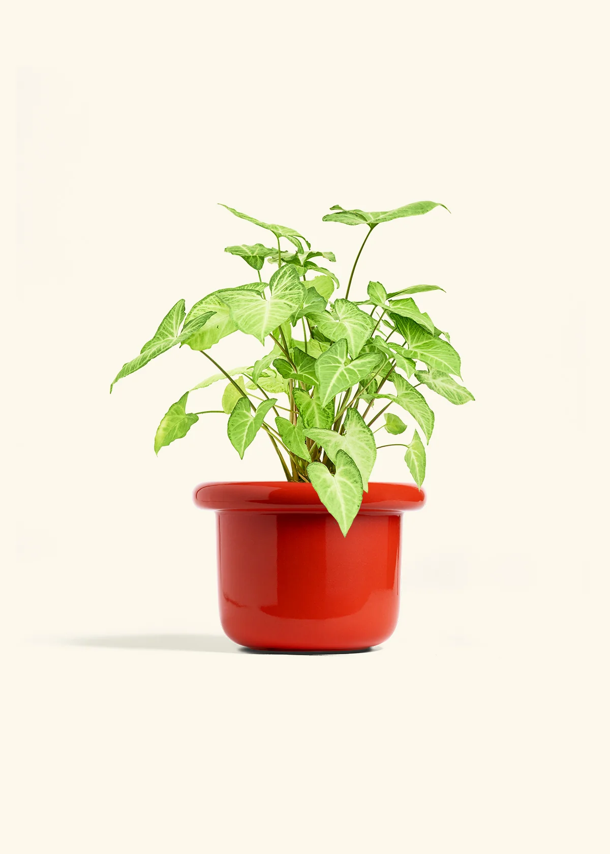 White Arrowhead Plant - Image 18