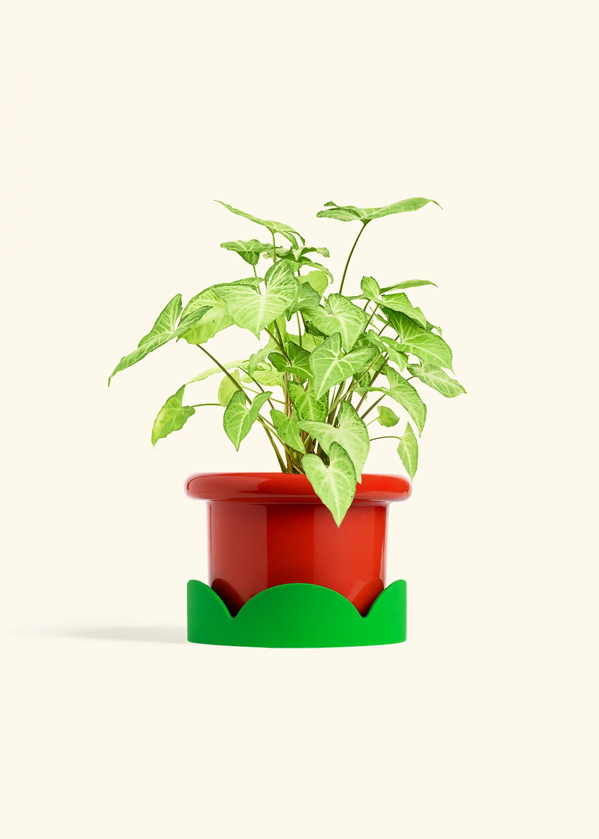 White Arrowhead Plant - Image 19