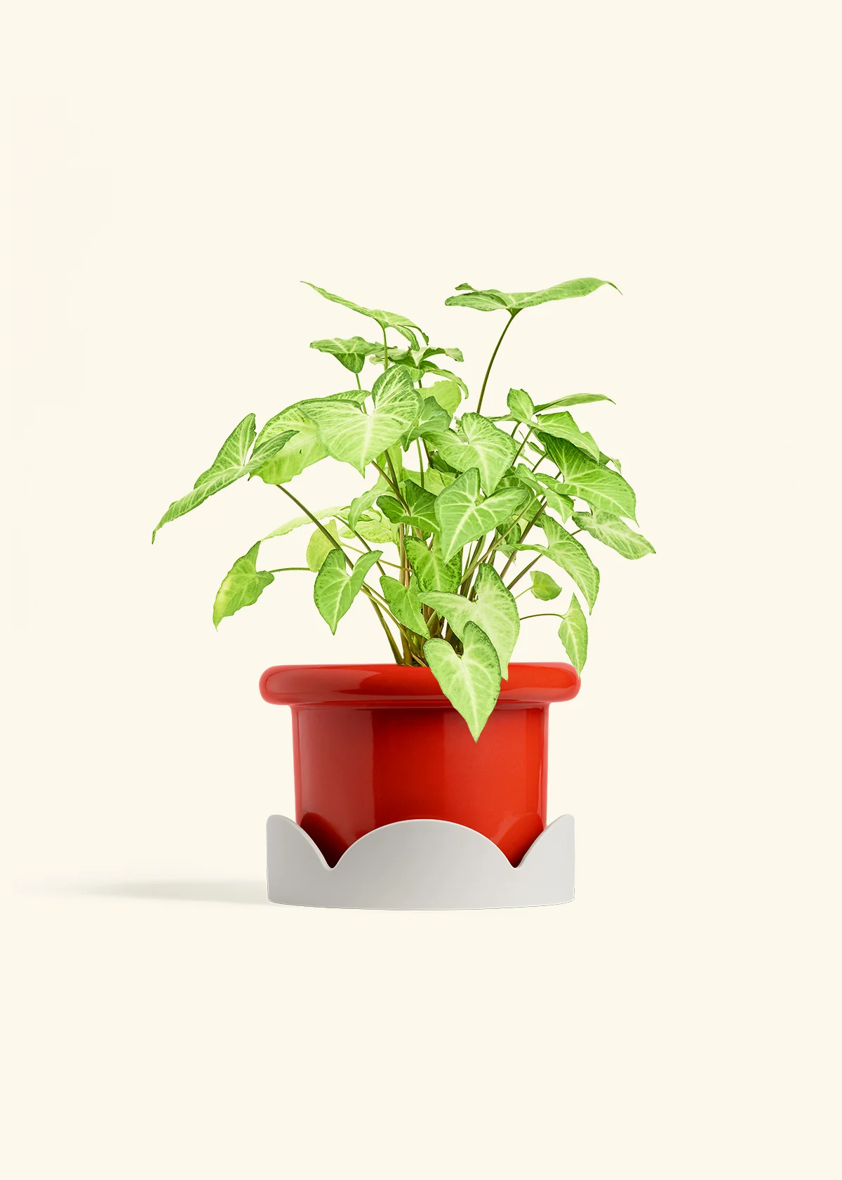 White Arrowhead Plant - Image 20