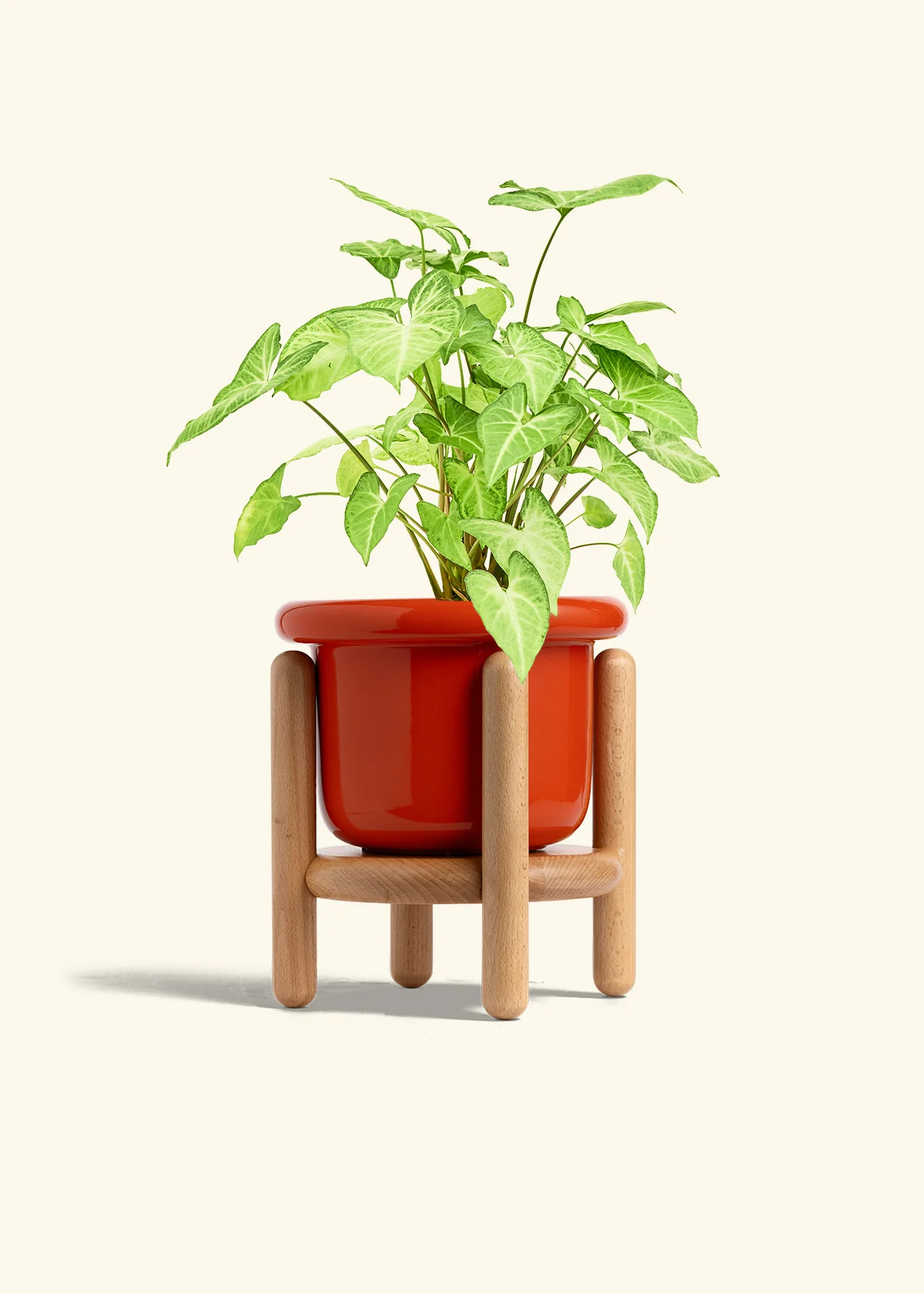 White Arrowhead Plant - Image 21