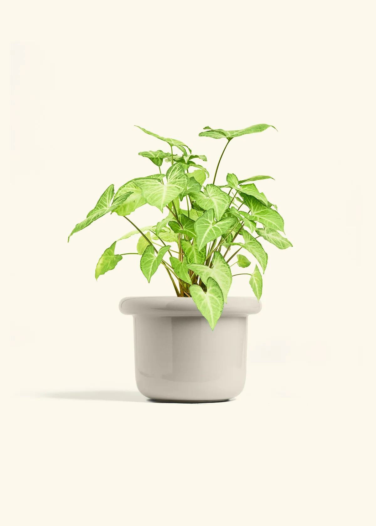 White Arrowhead Plant - Image 22