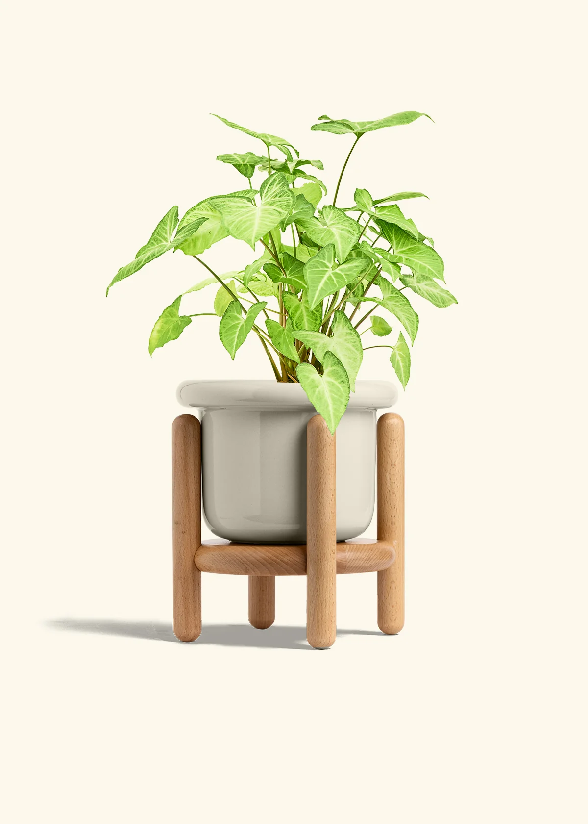 White Arrowhead Plant - Image 25