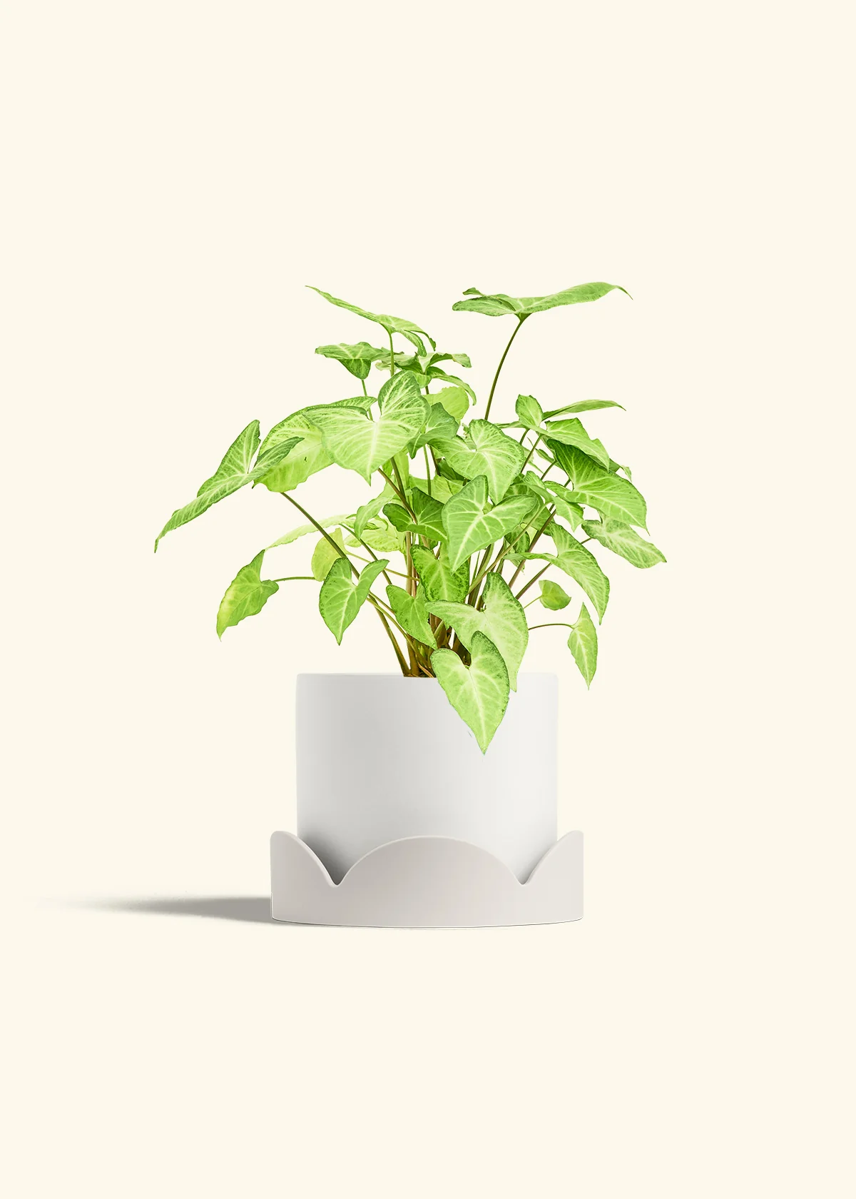 White Arrowhead Plant - Image 27