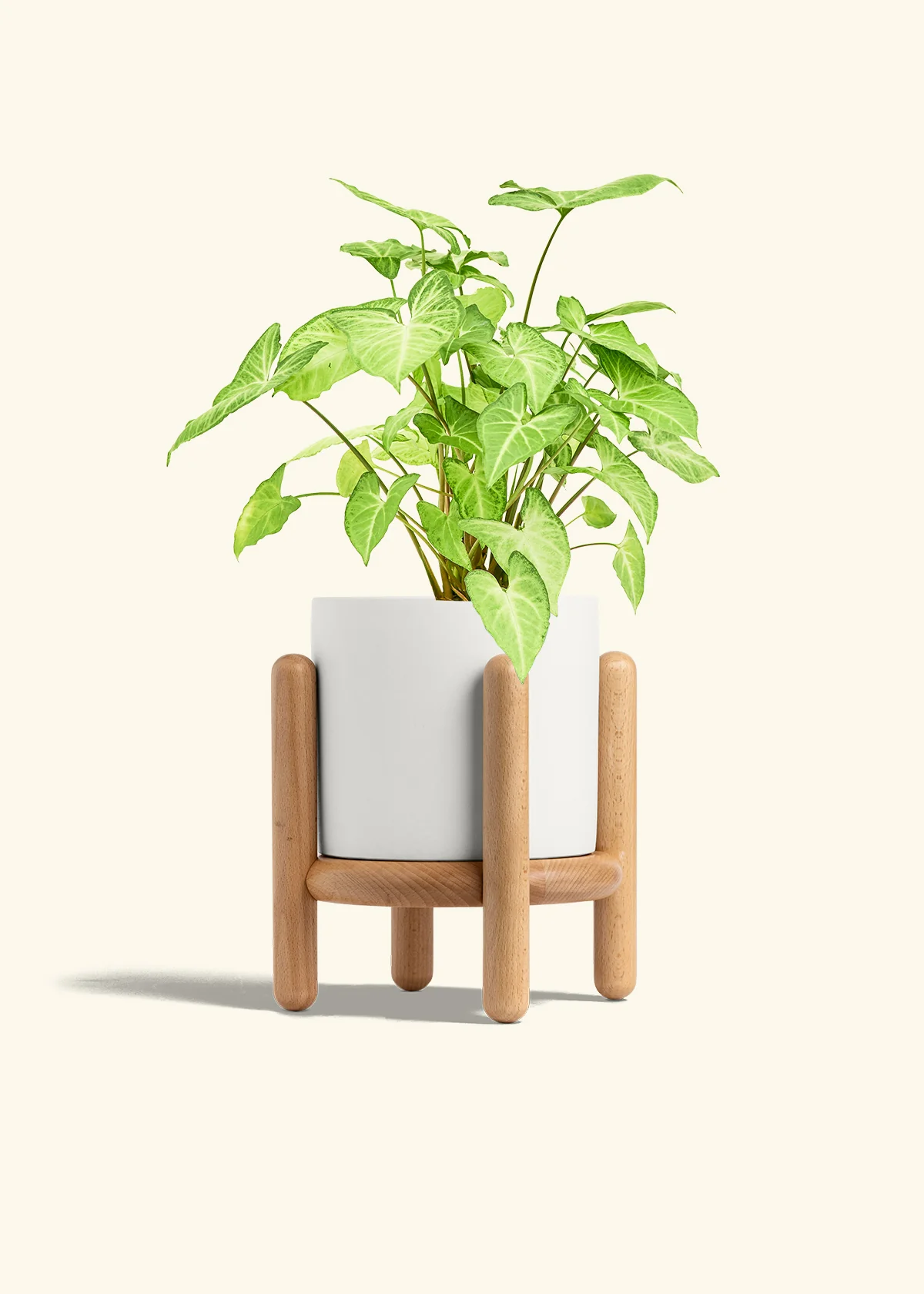 White Arrowhead Plant - Image 28