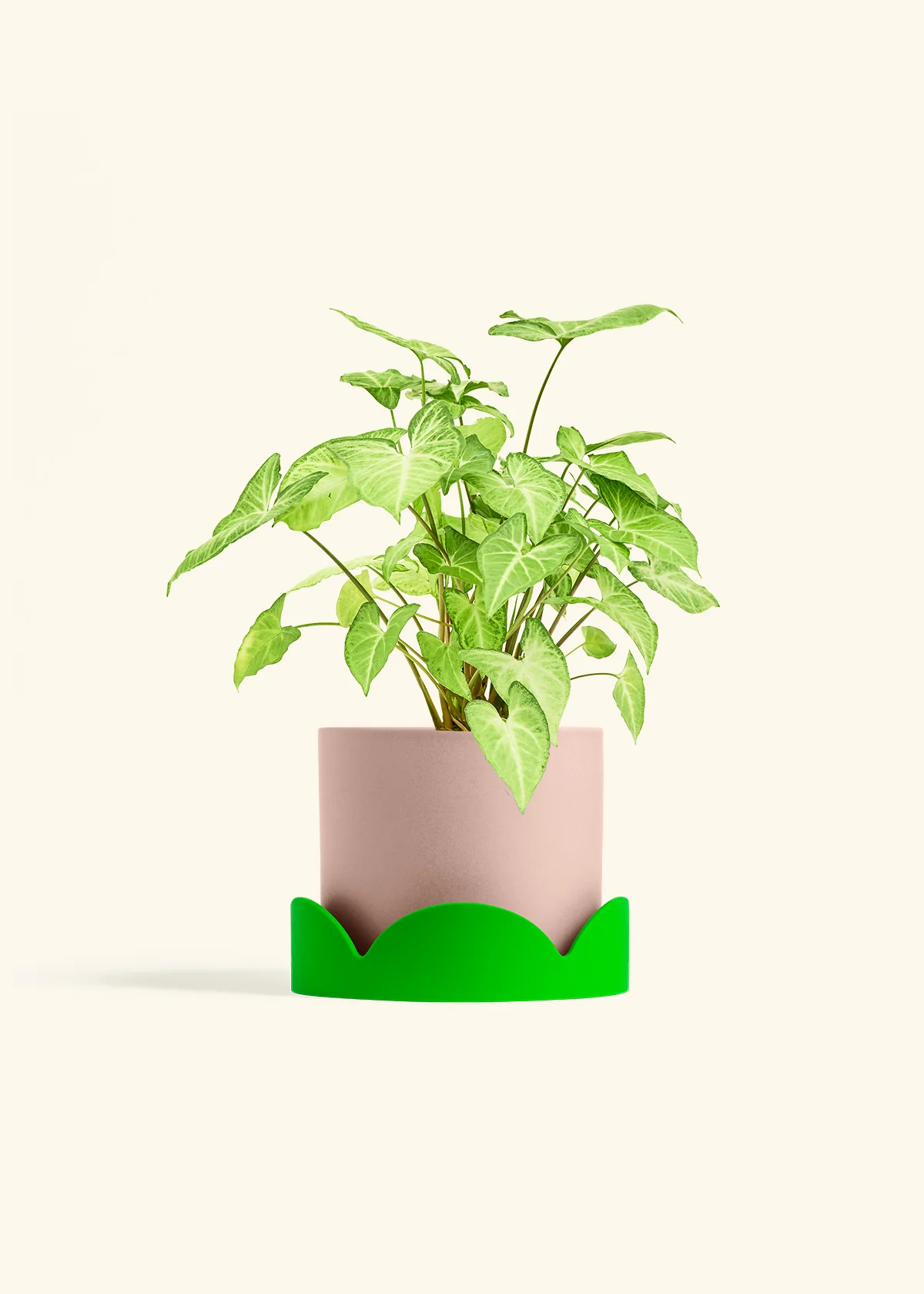 White Arrowhead Plant - Image 29