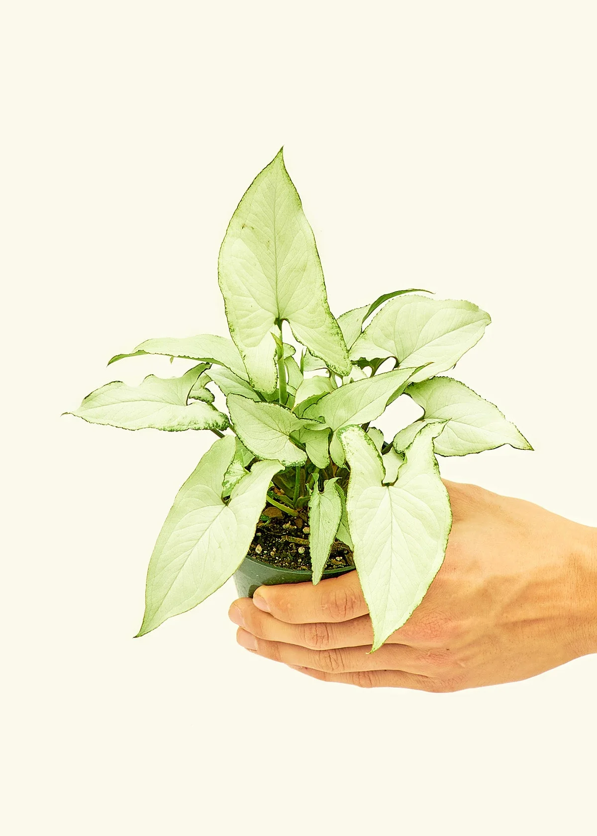 White Arrowhead Plant - Image 3