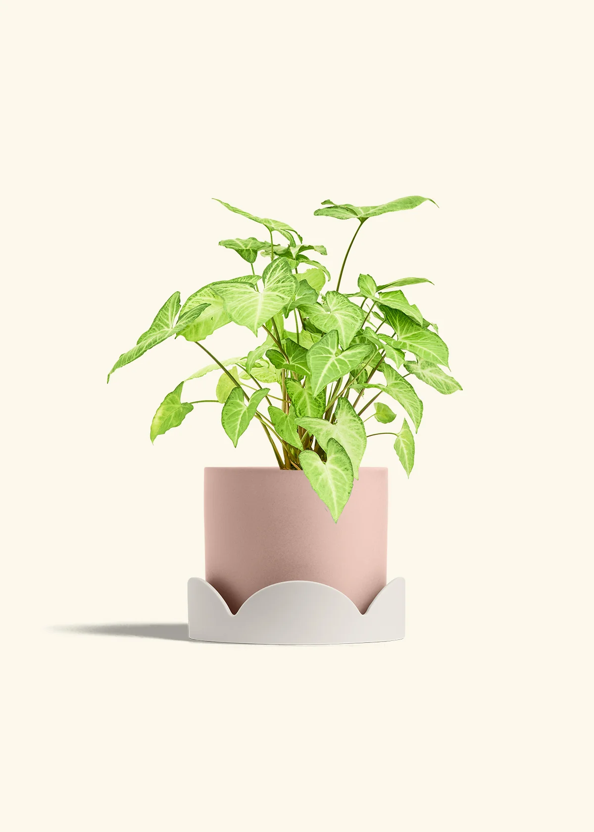 White Arrowhead Plant - Image 30