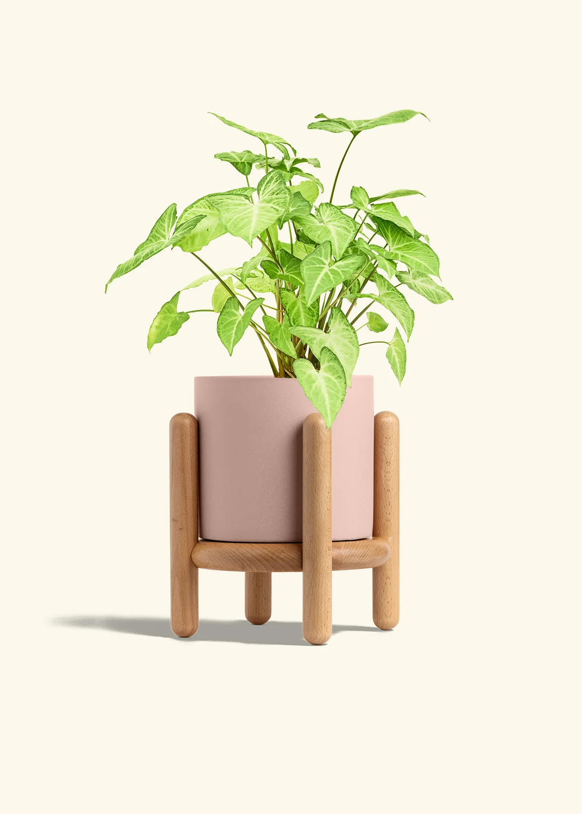 White Arrowhead Plant - Image 31