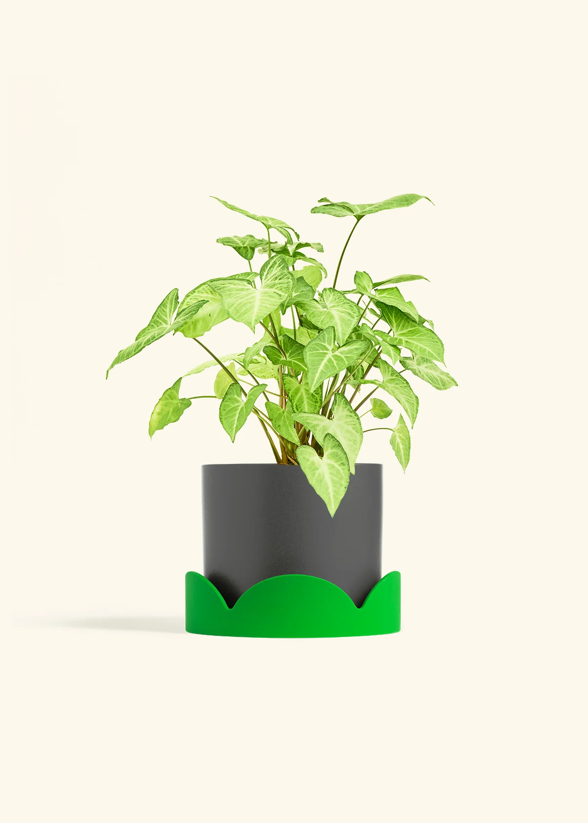White Arrowhead Plant - Image 32