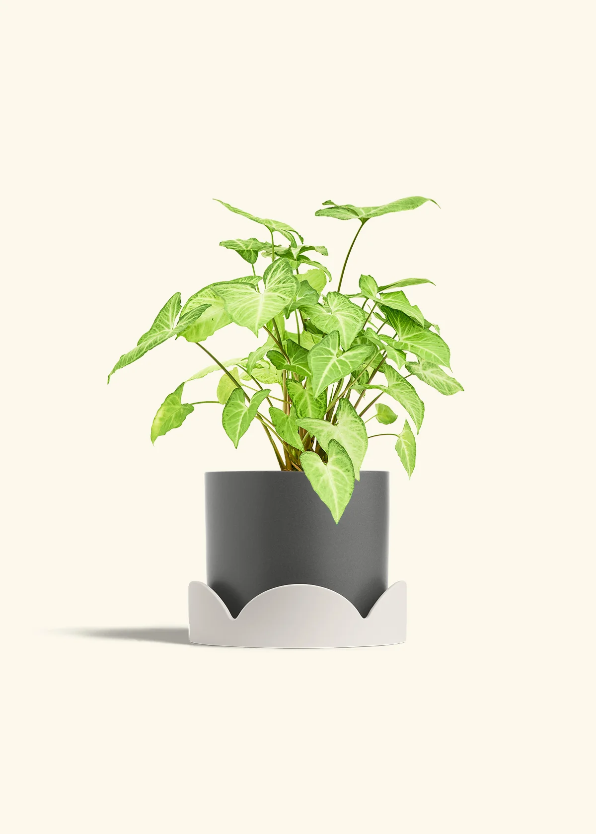 White Arrowhead Plant - Image 33