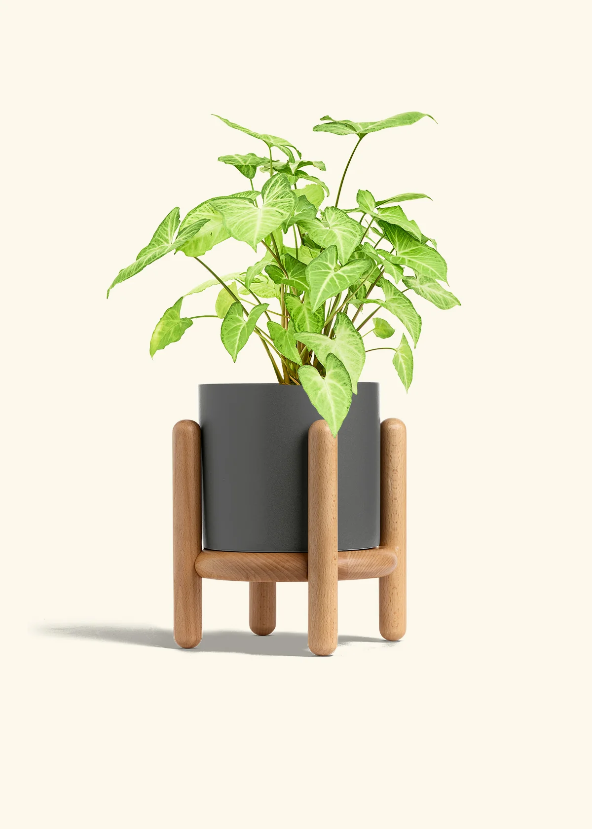 White Arrowhead Plant - Image 34