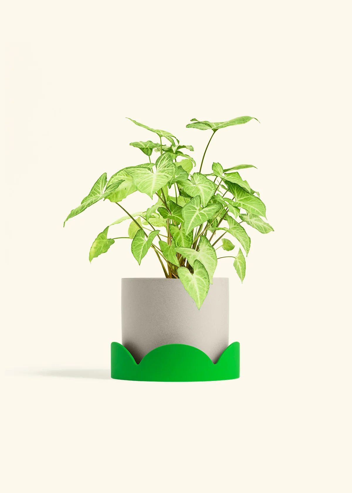 White Arrowhead Plant - Image 35
