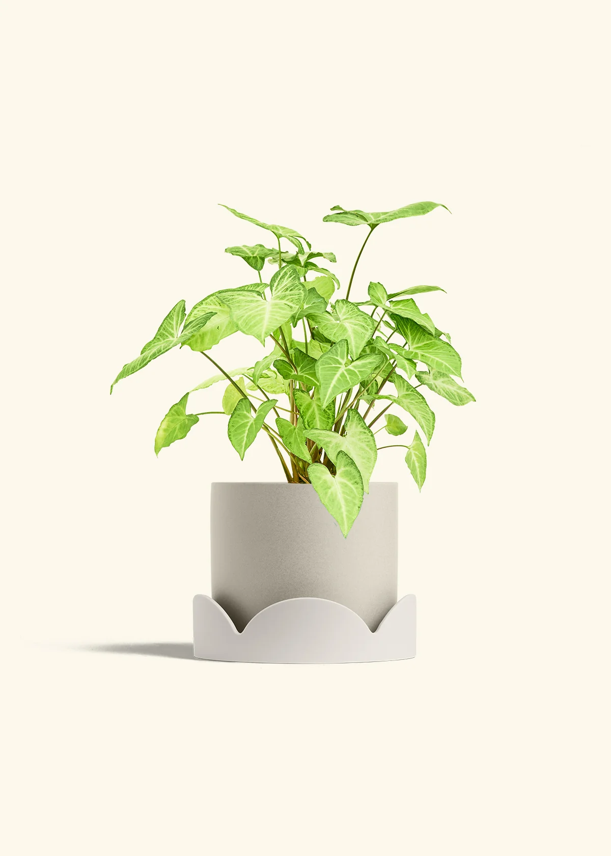 White Arrowhead Plant - Image 36