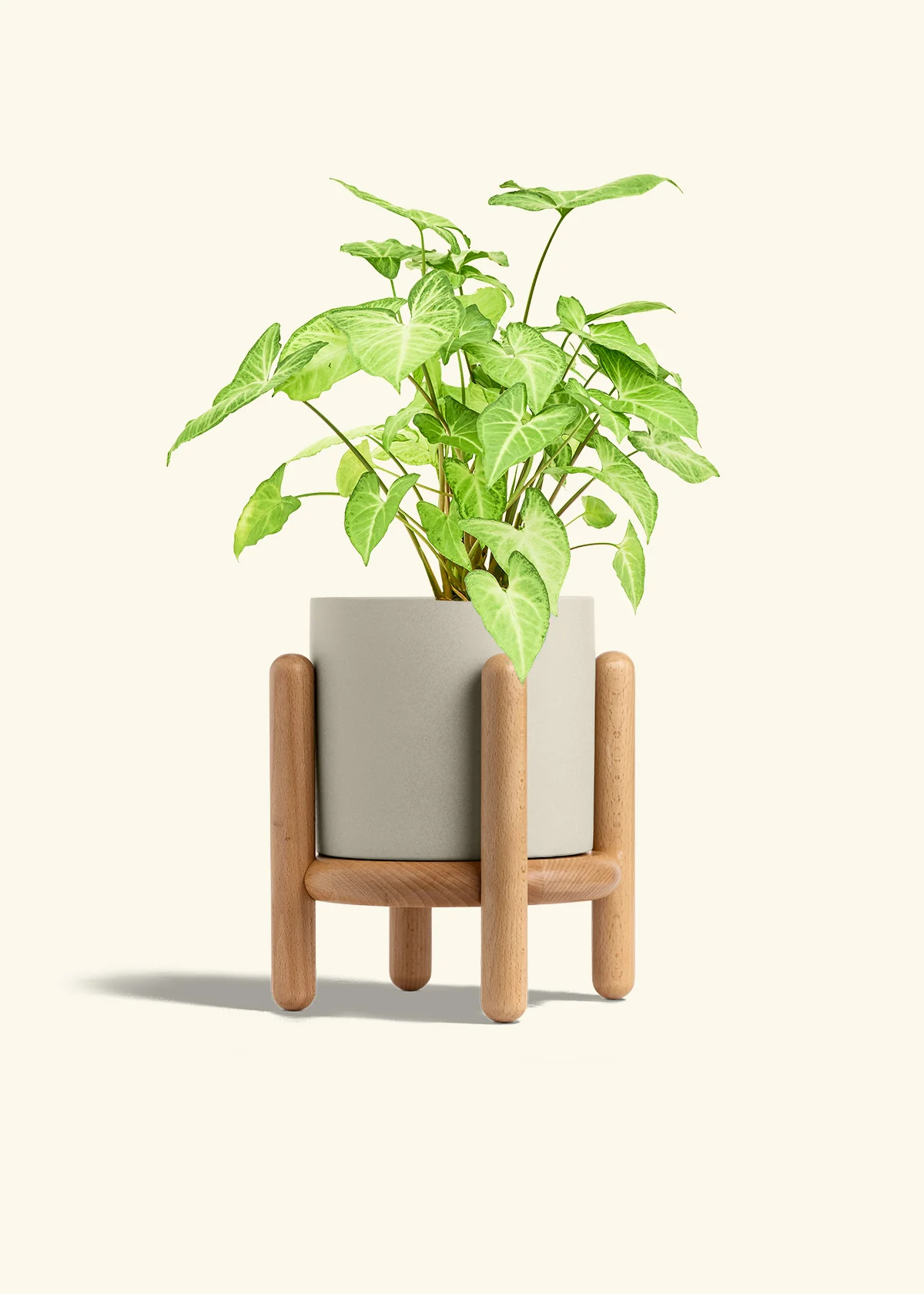 White Arrowhead Plant - Image 37