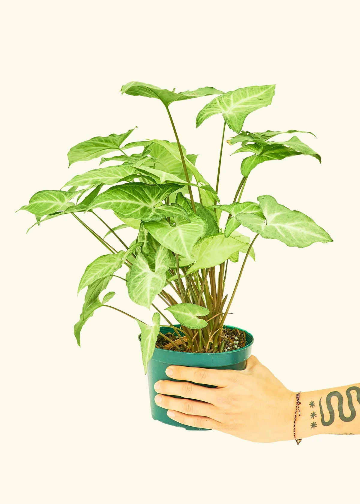 White Arrowhead Plant - Image 38