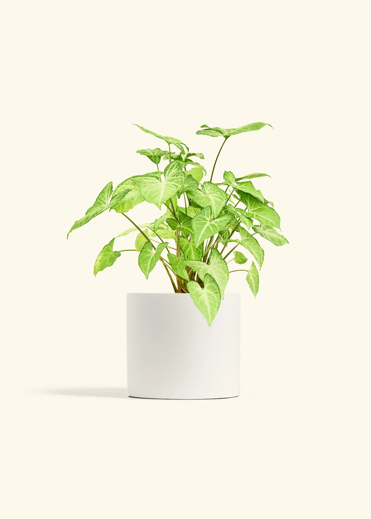 White Arrowhead Plant - Image 39
