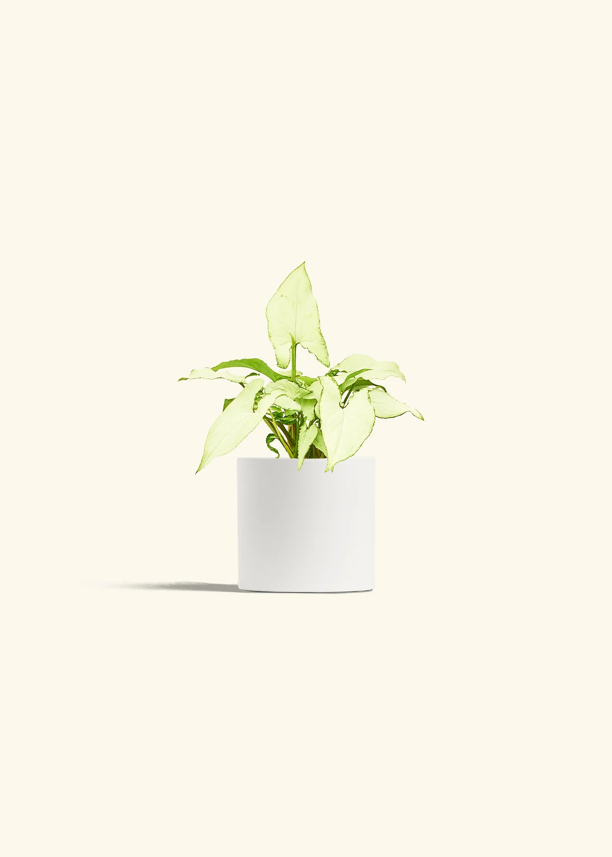White Arrowhead Plant - Image 4