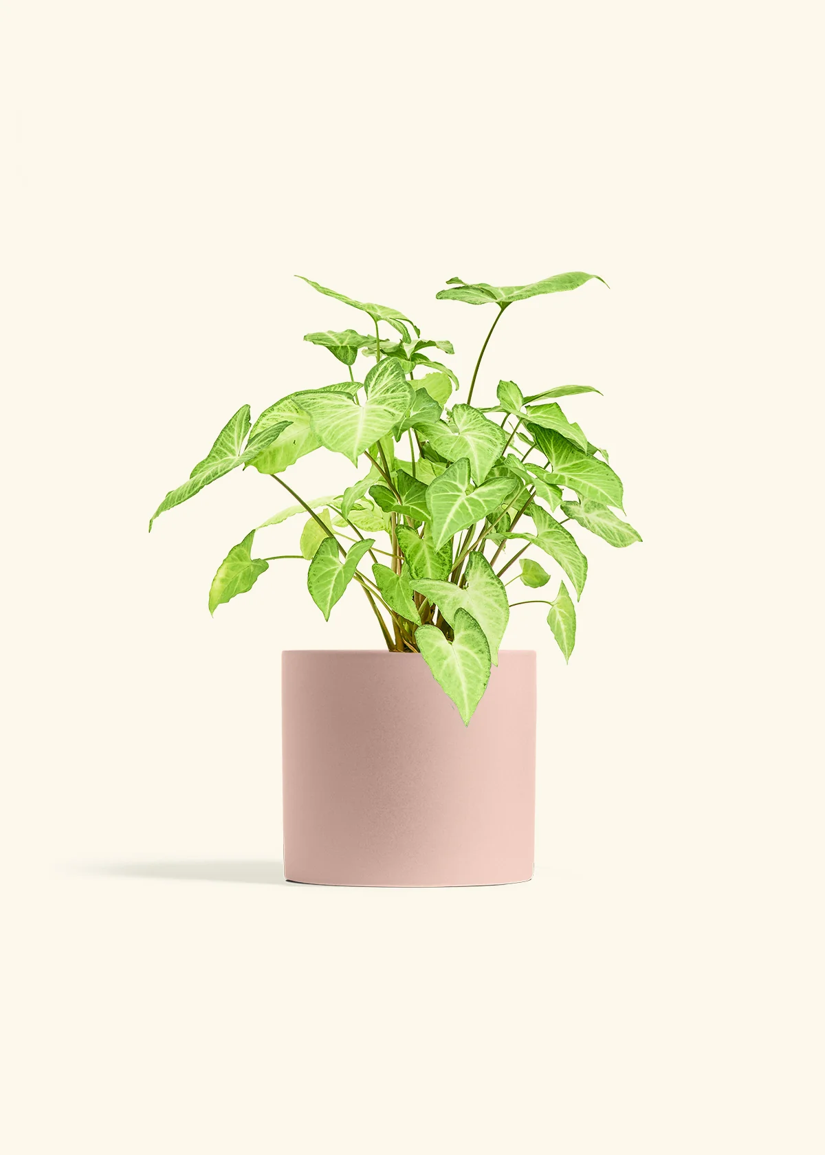 White Arrowhead Plant - Image 40