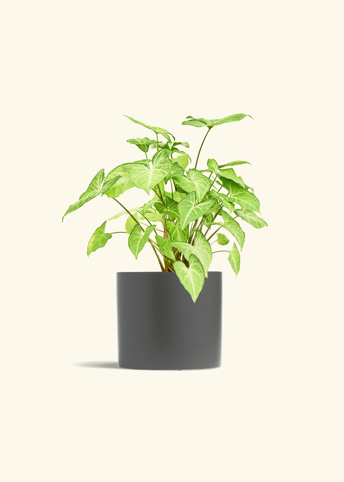 White Arrowhead Plant - Image 41