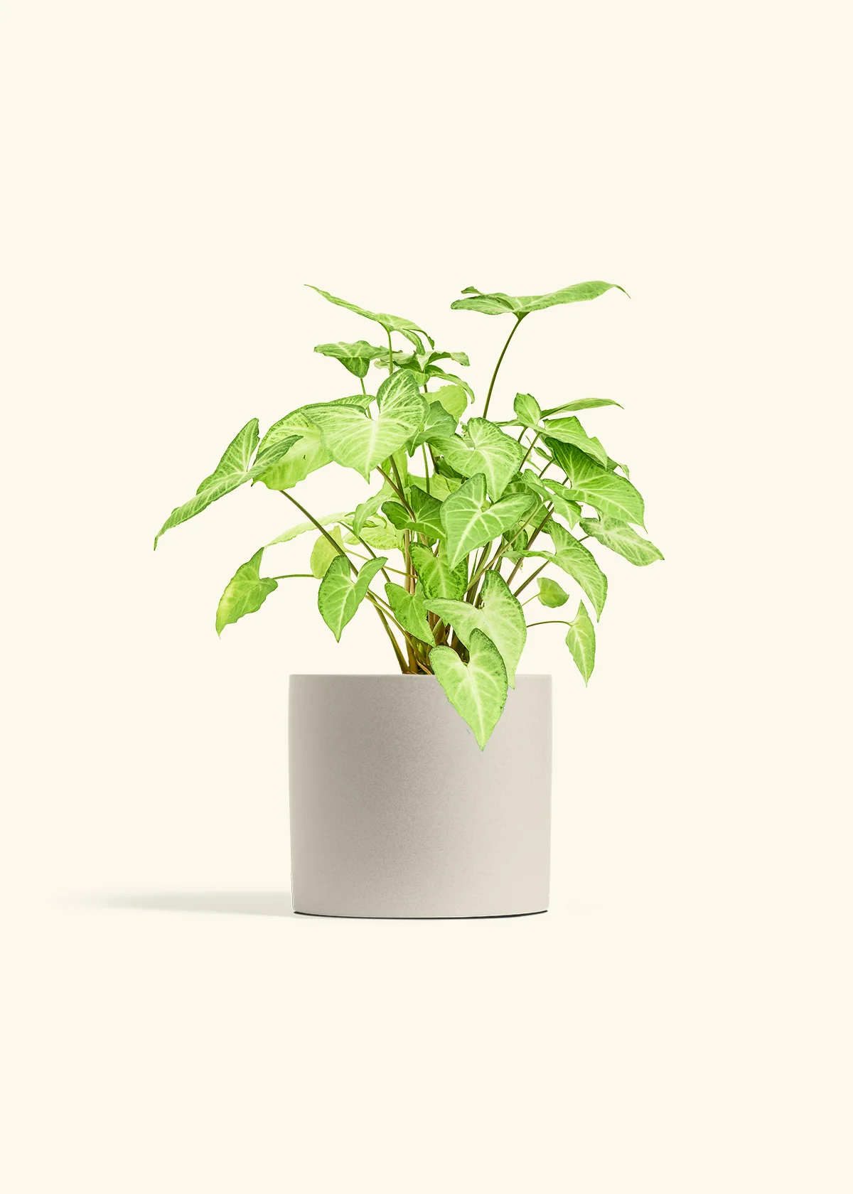 White Arrowhead Plant - Image 42