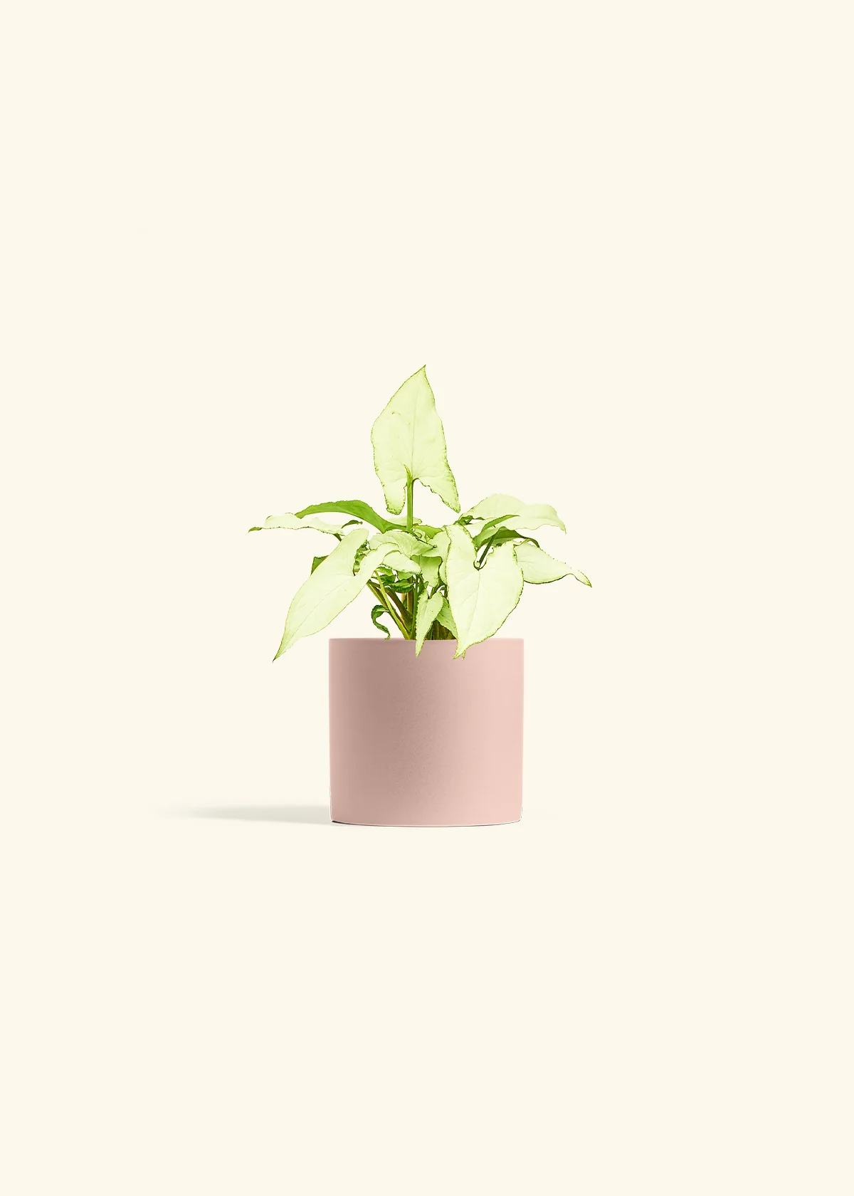White Arrowhead Plant - Image 5