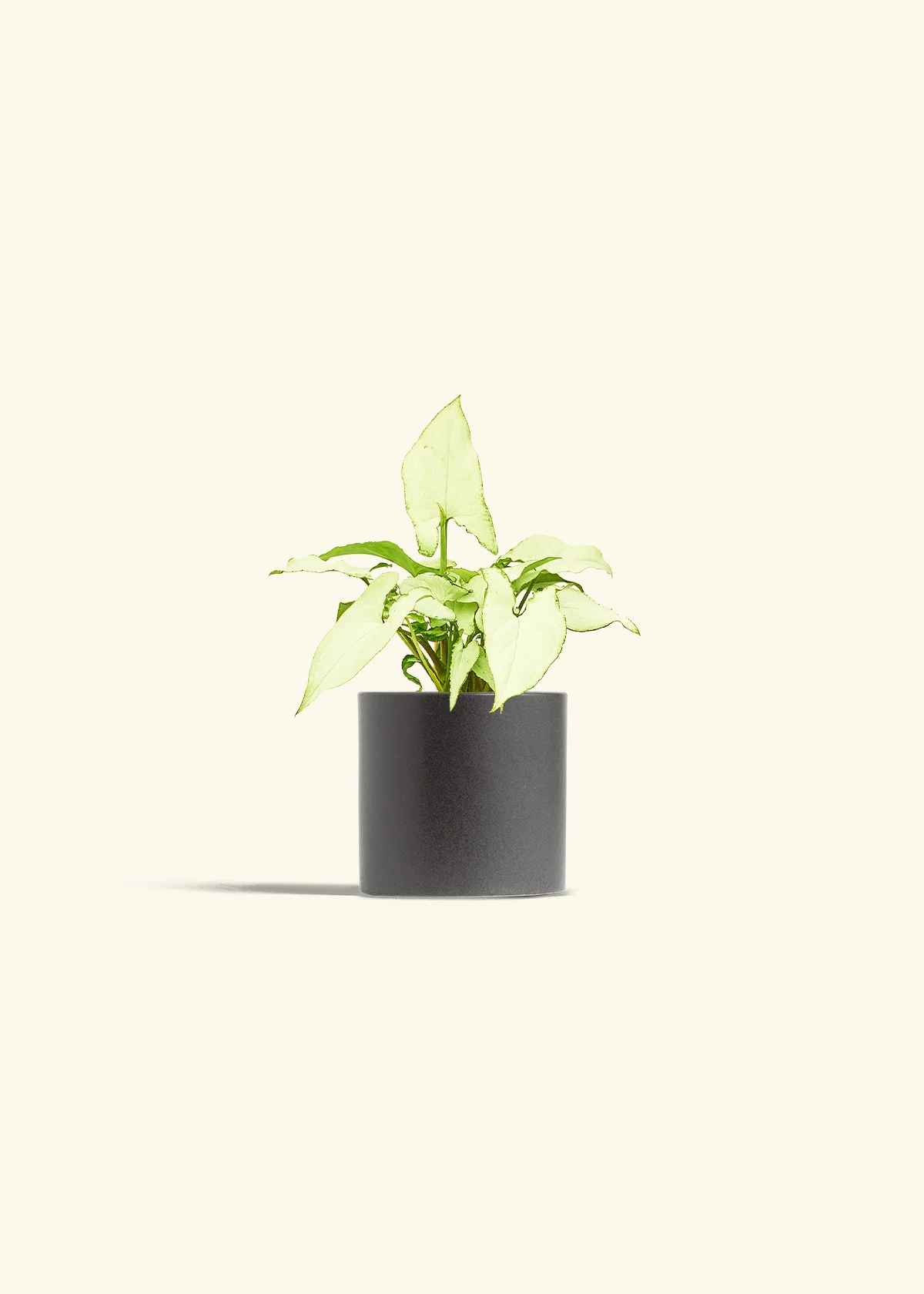 White Arrowhead Plant - Image 6
