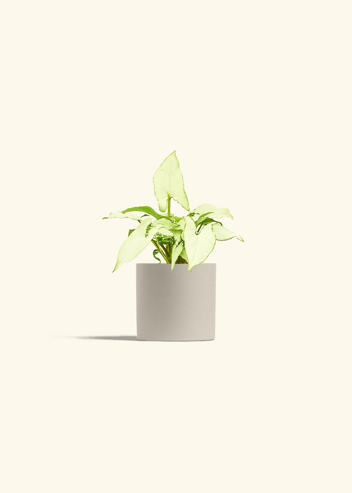 White Arrowhead Plant - Image 7