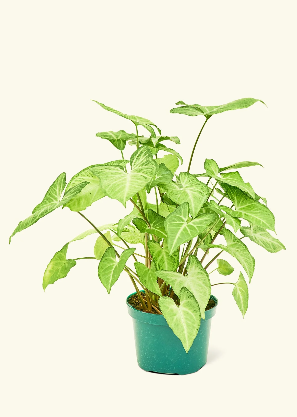 White Arrowhead Plant - Image 8