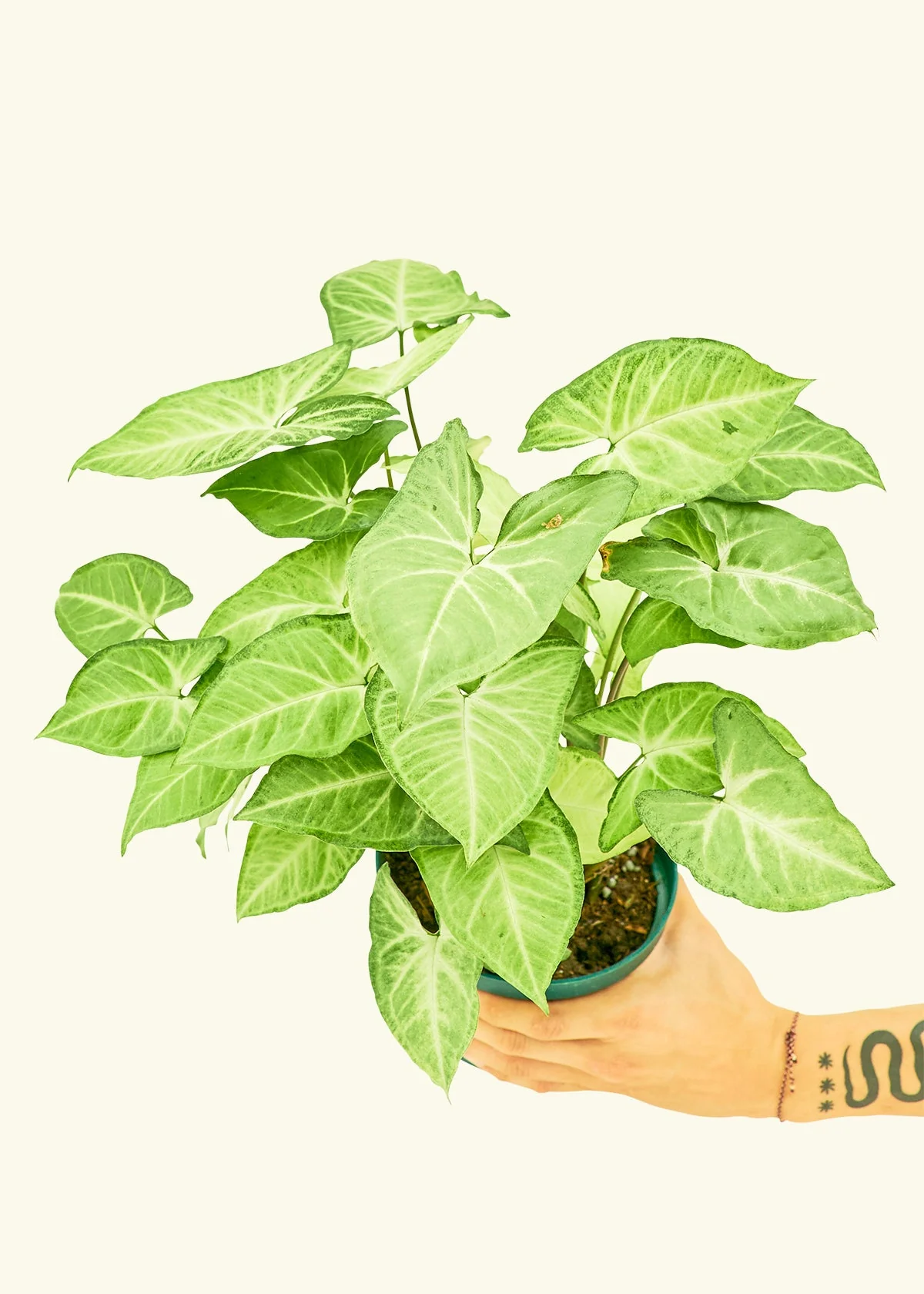 White Arrowhead Plant - Image 9