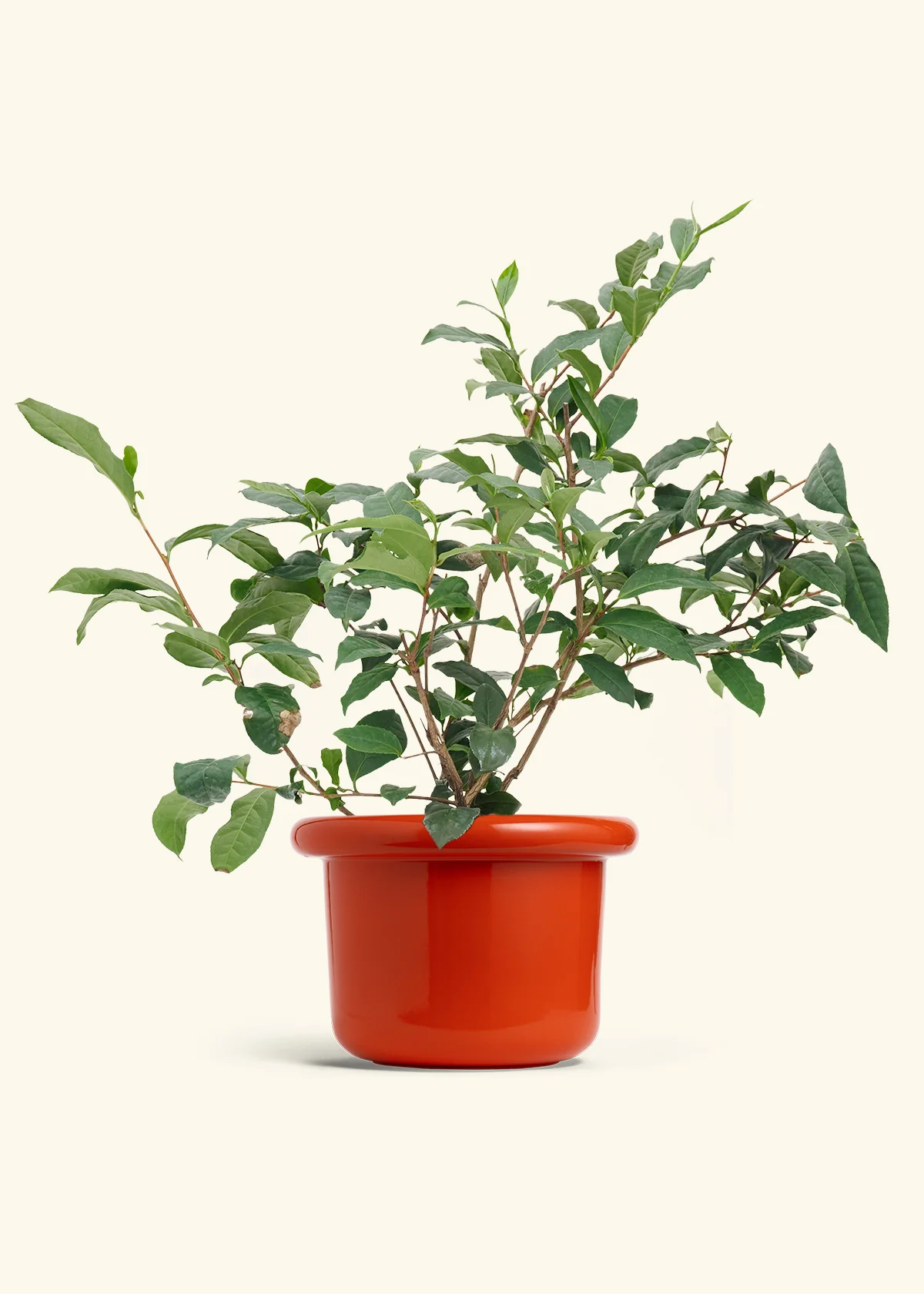 Tea Plant - Image 10