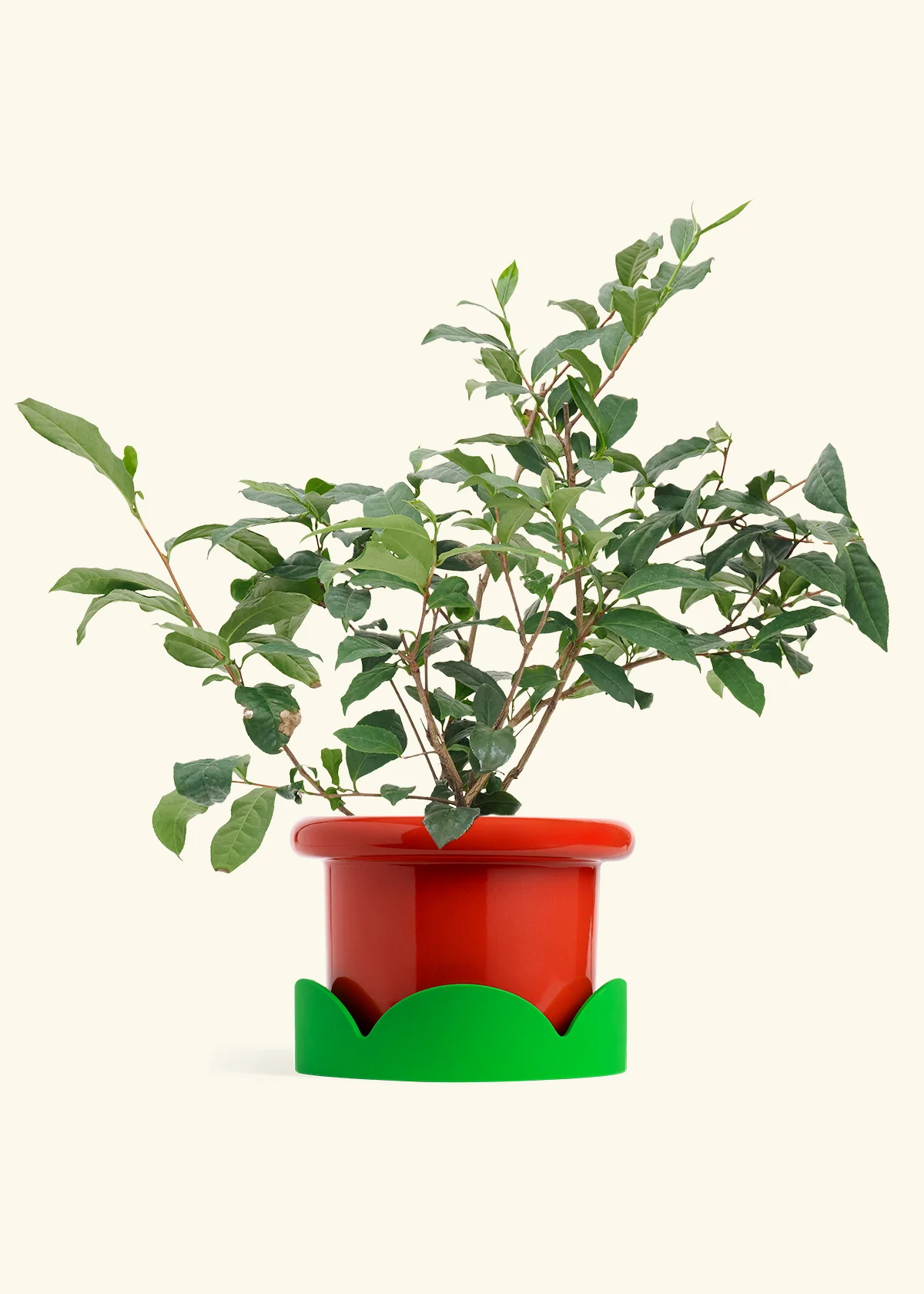 Tea Plant - Image 11