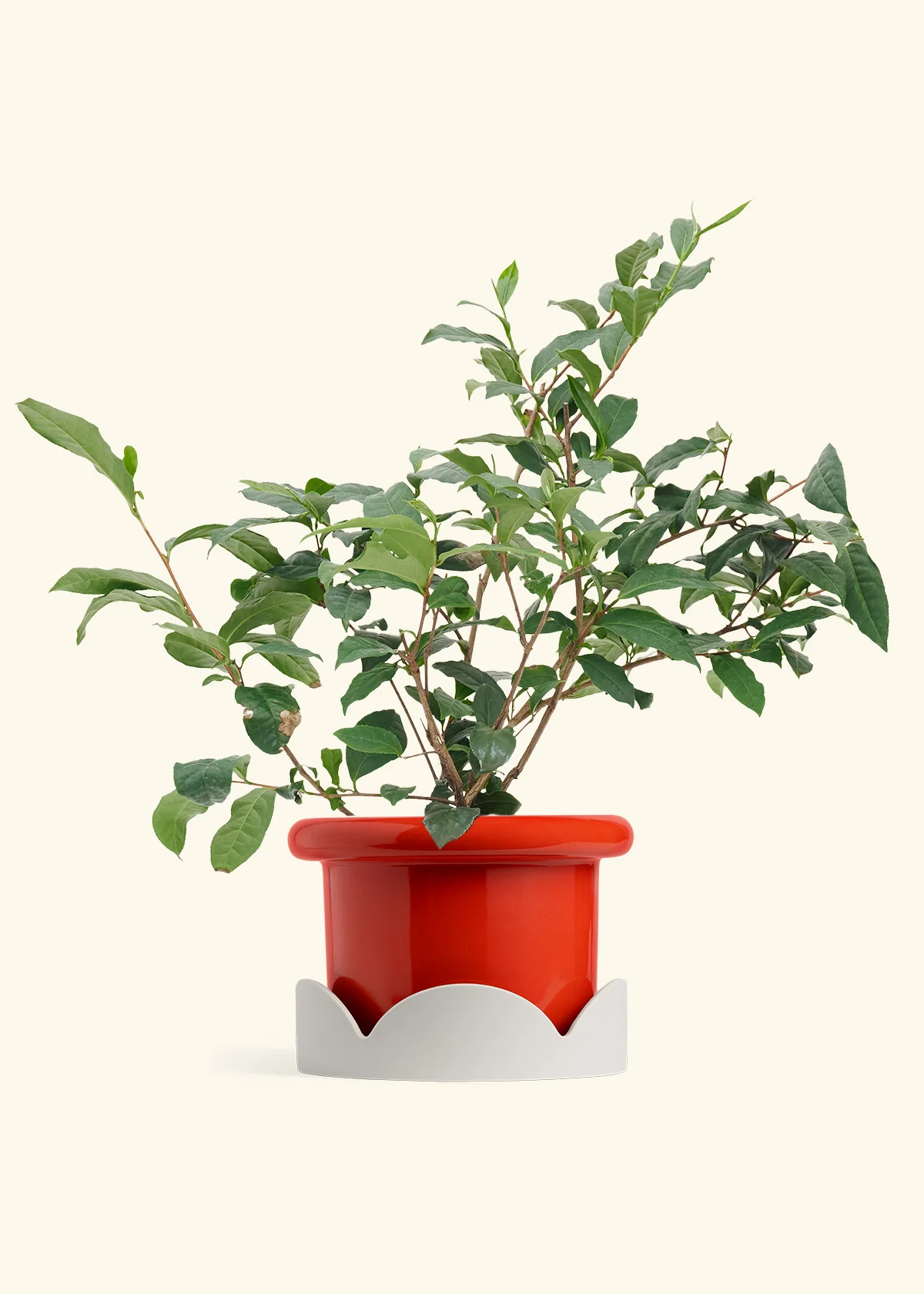 Tea Plant - Image 12