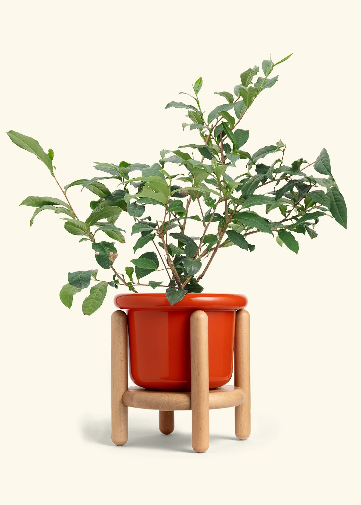 Tea Plant - Image 13