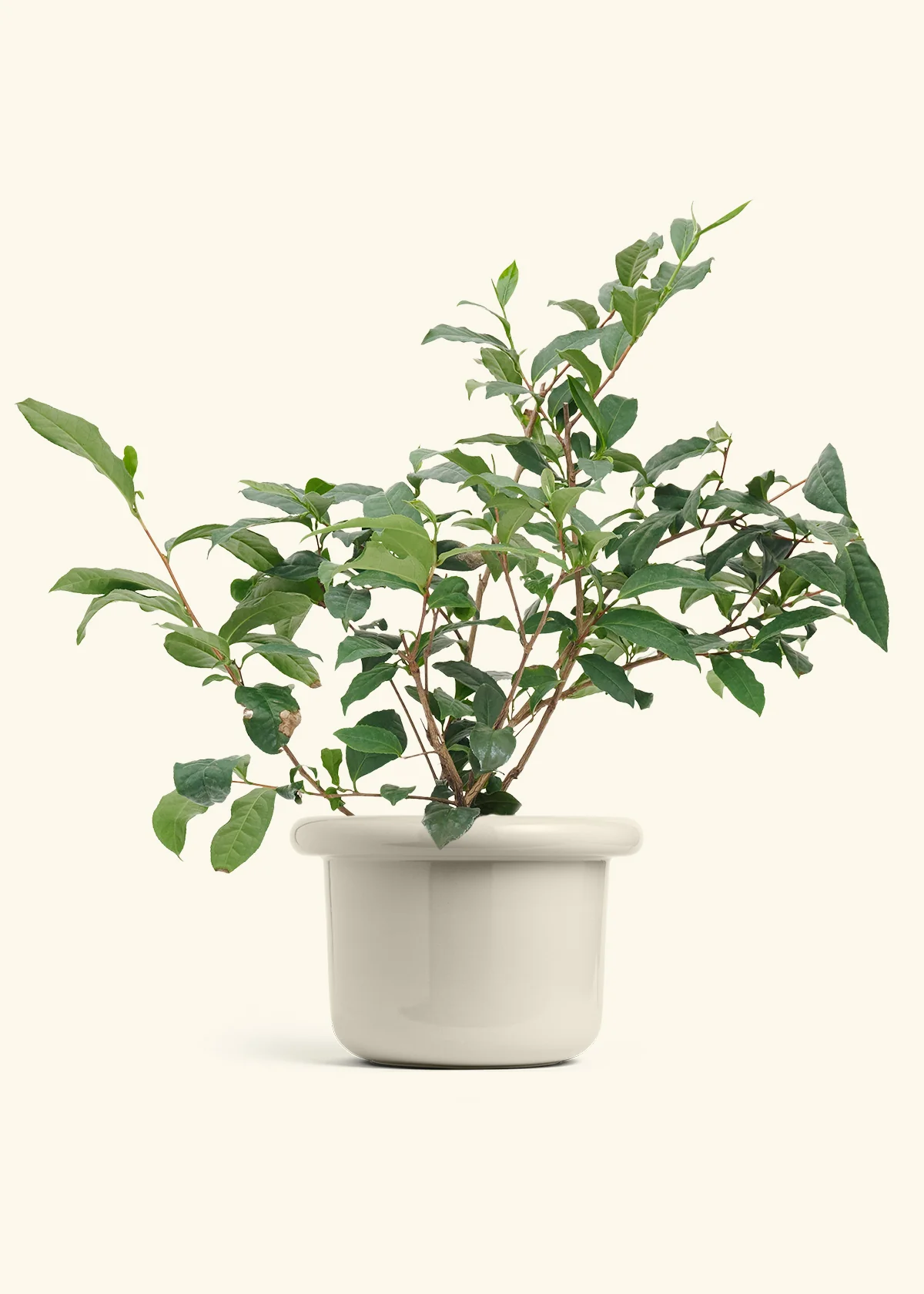 Tea Plant - Image 14