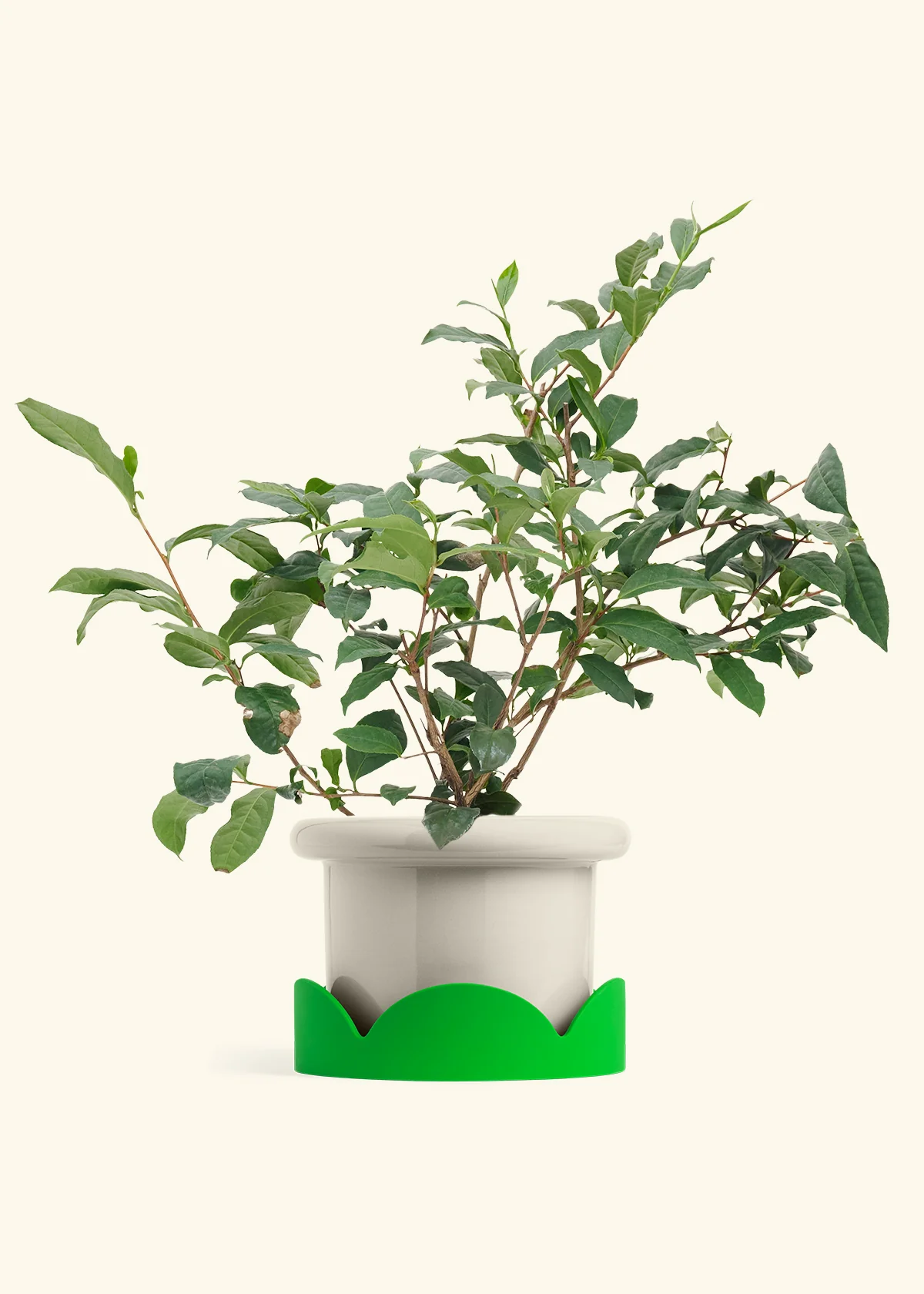 Tea Plant - Image 15
