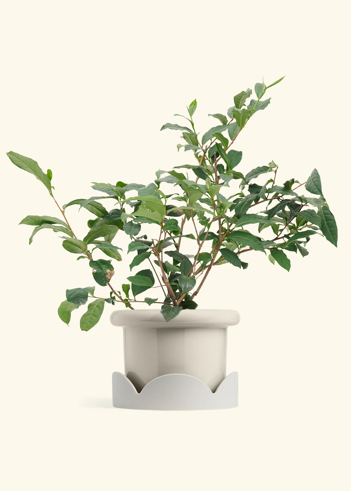 Tea Plant - Image 16