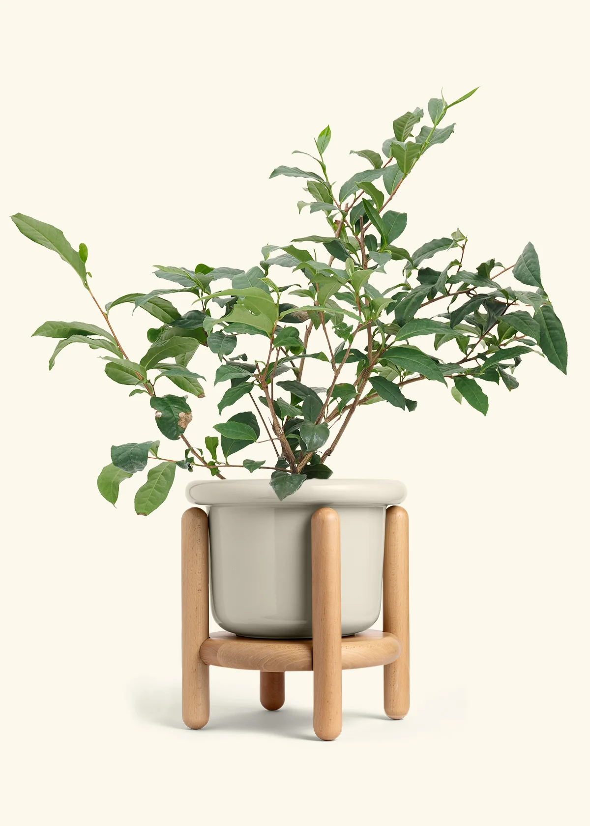 Tea Plant - Image 17